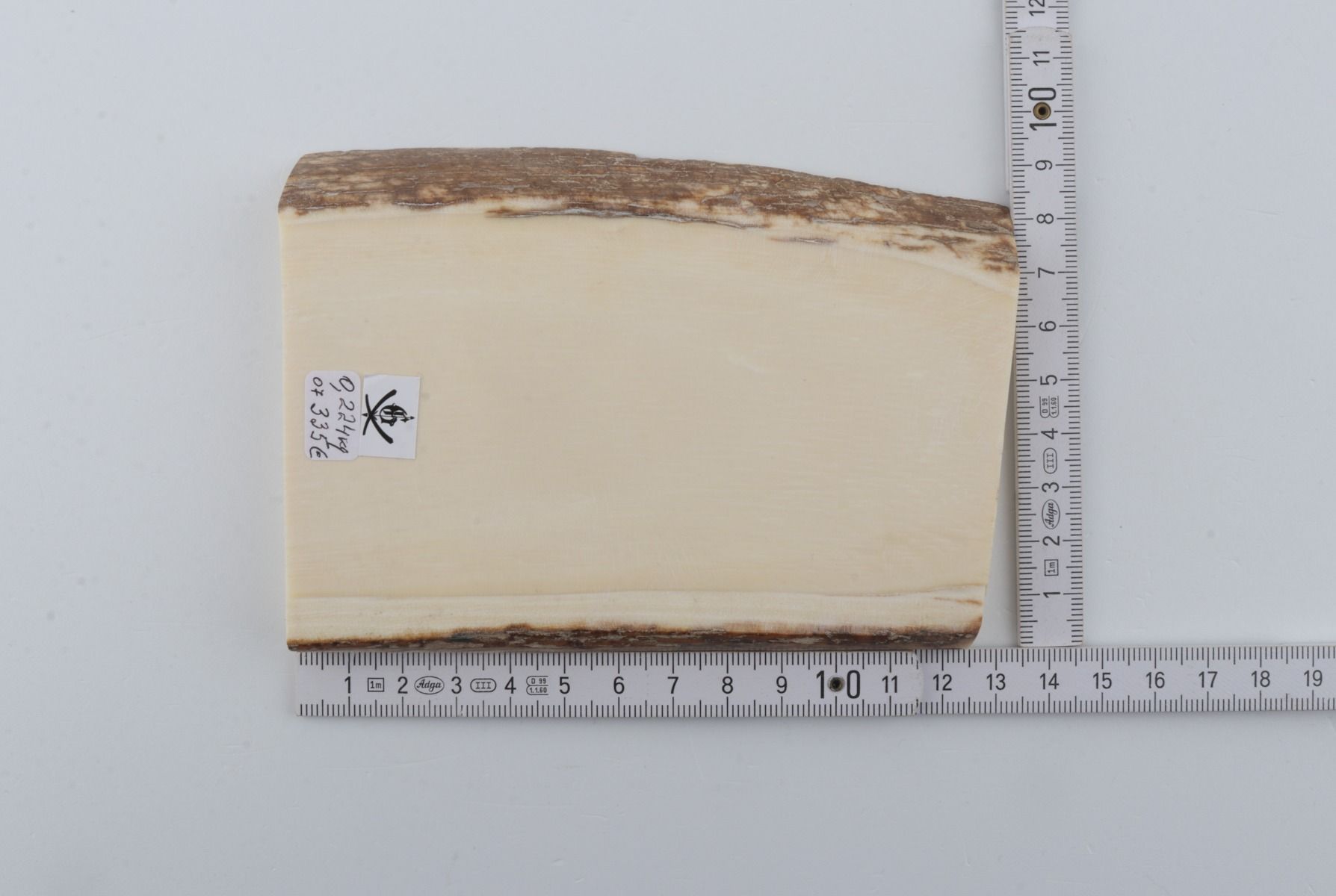 White mammoth ivory segment