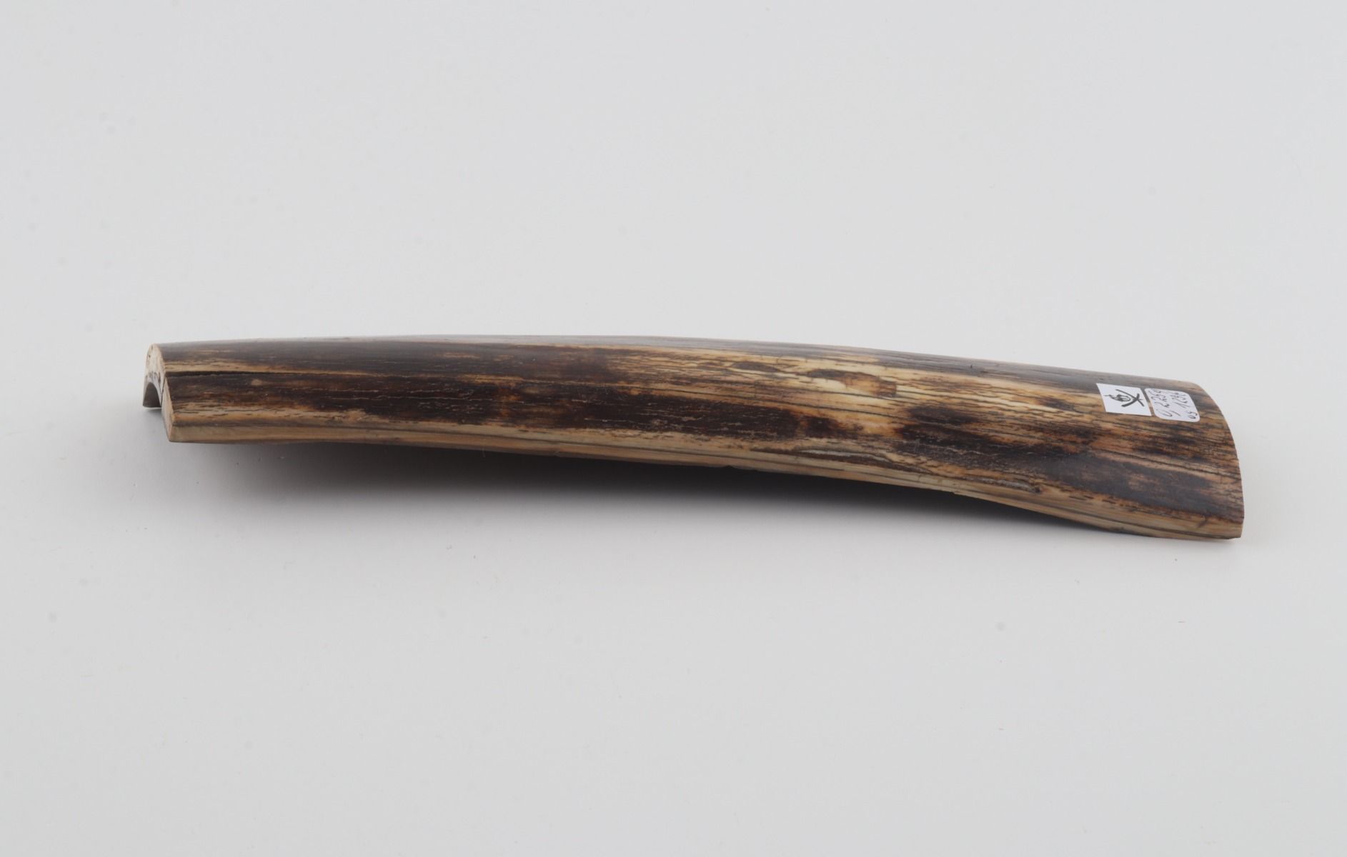 Brown mammoth bark