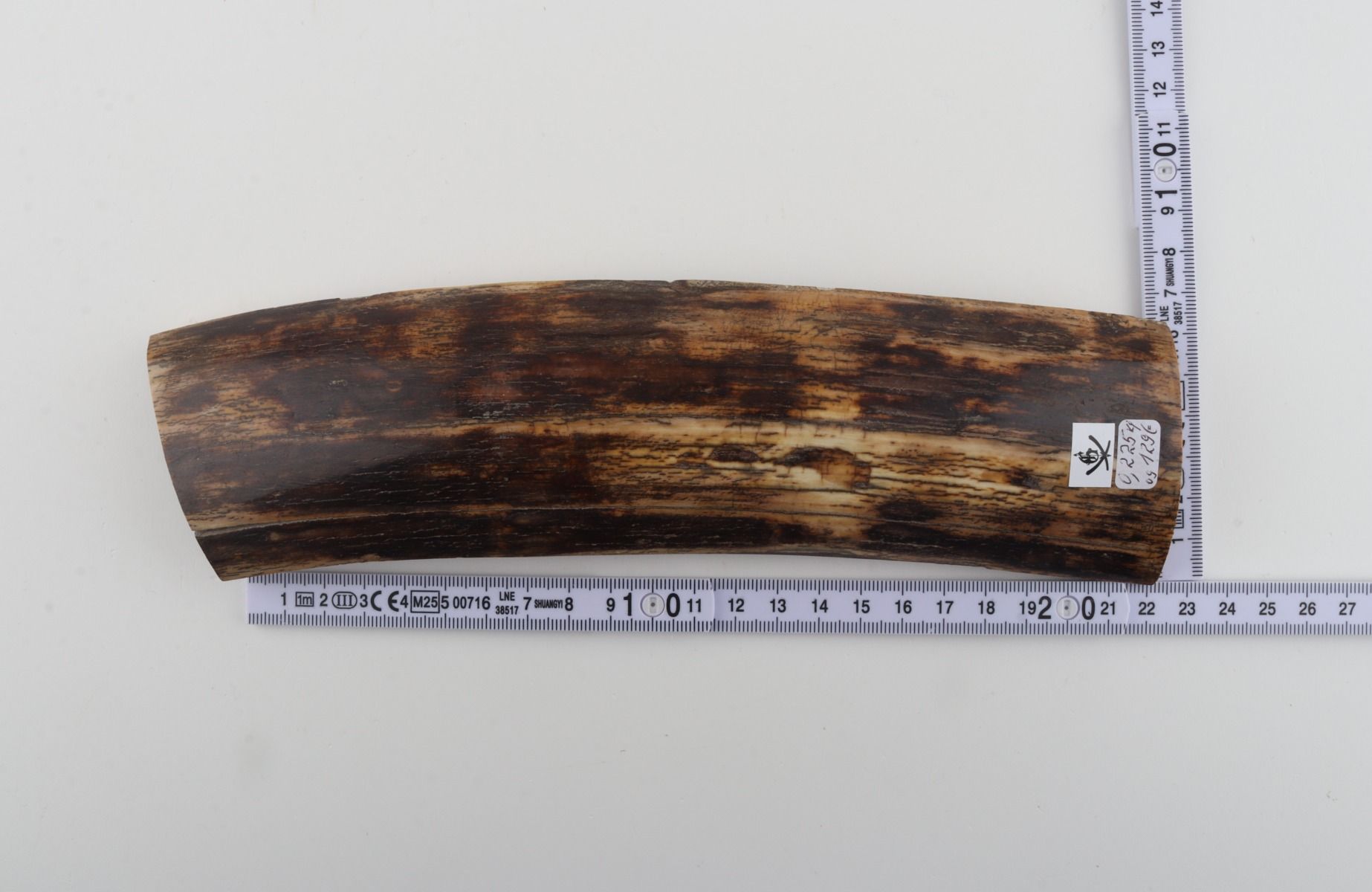 Brown mammoth bark