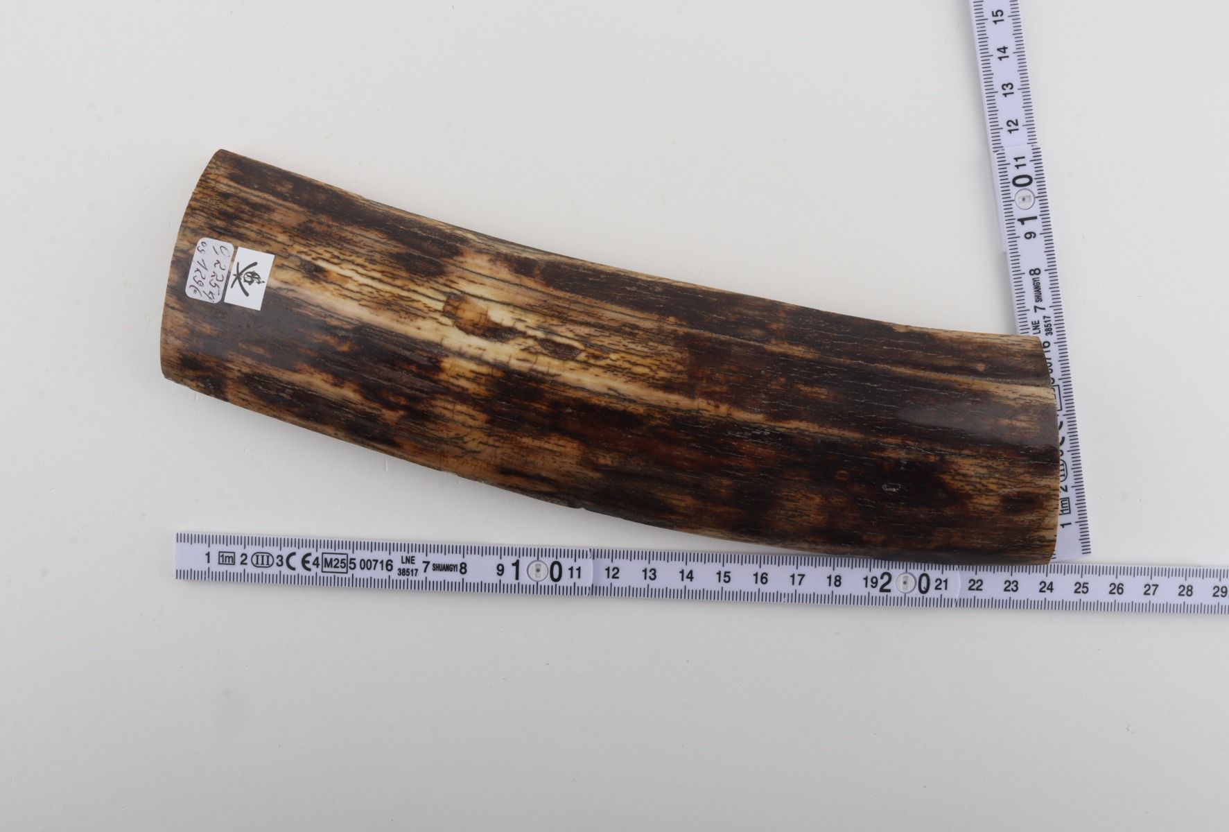 Brown mammoth bark