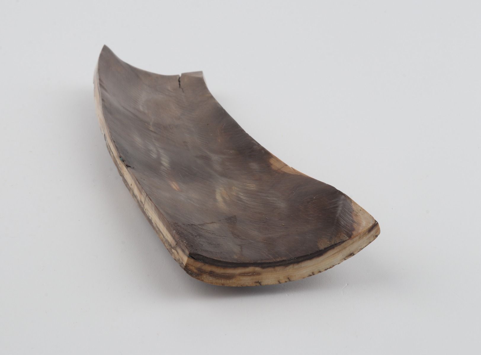 Brown mammoth bark