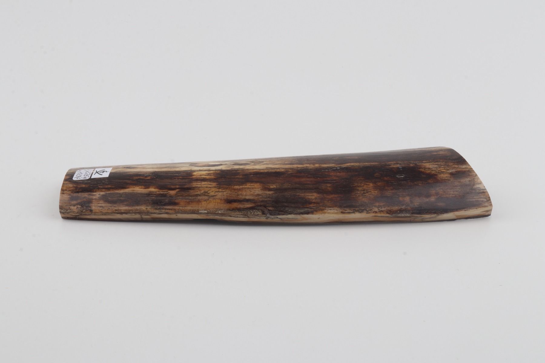 Brown mammoth bark