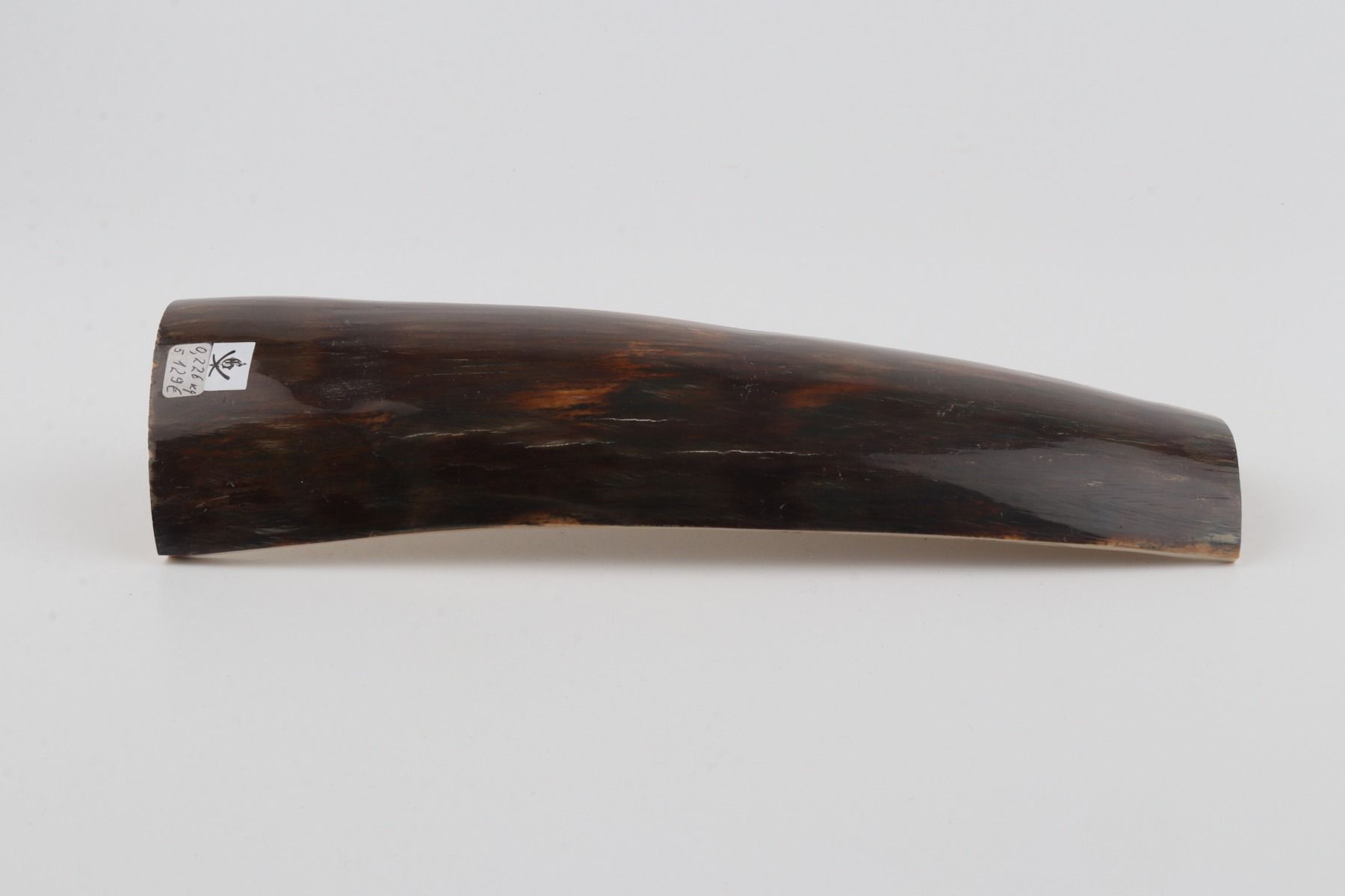 Brown mammoth bark