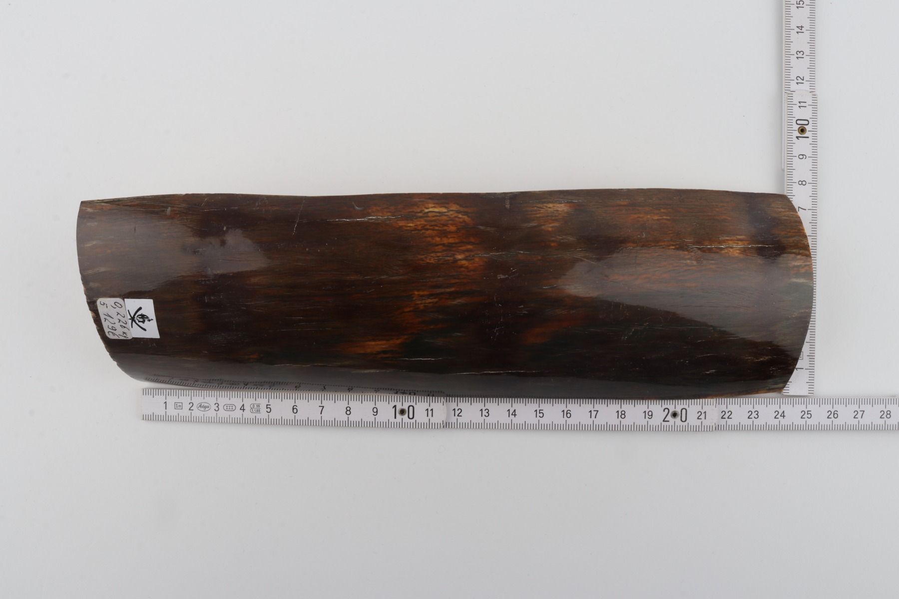 Brown mammoth bark