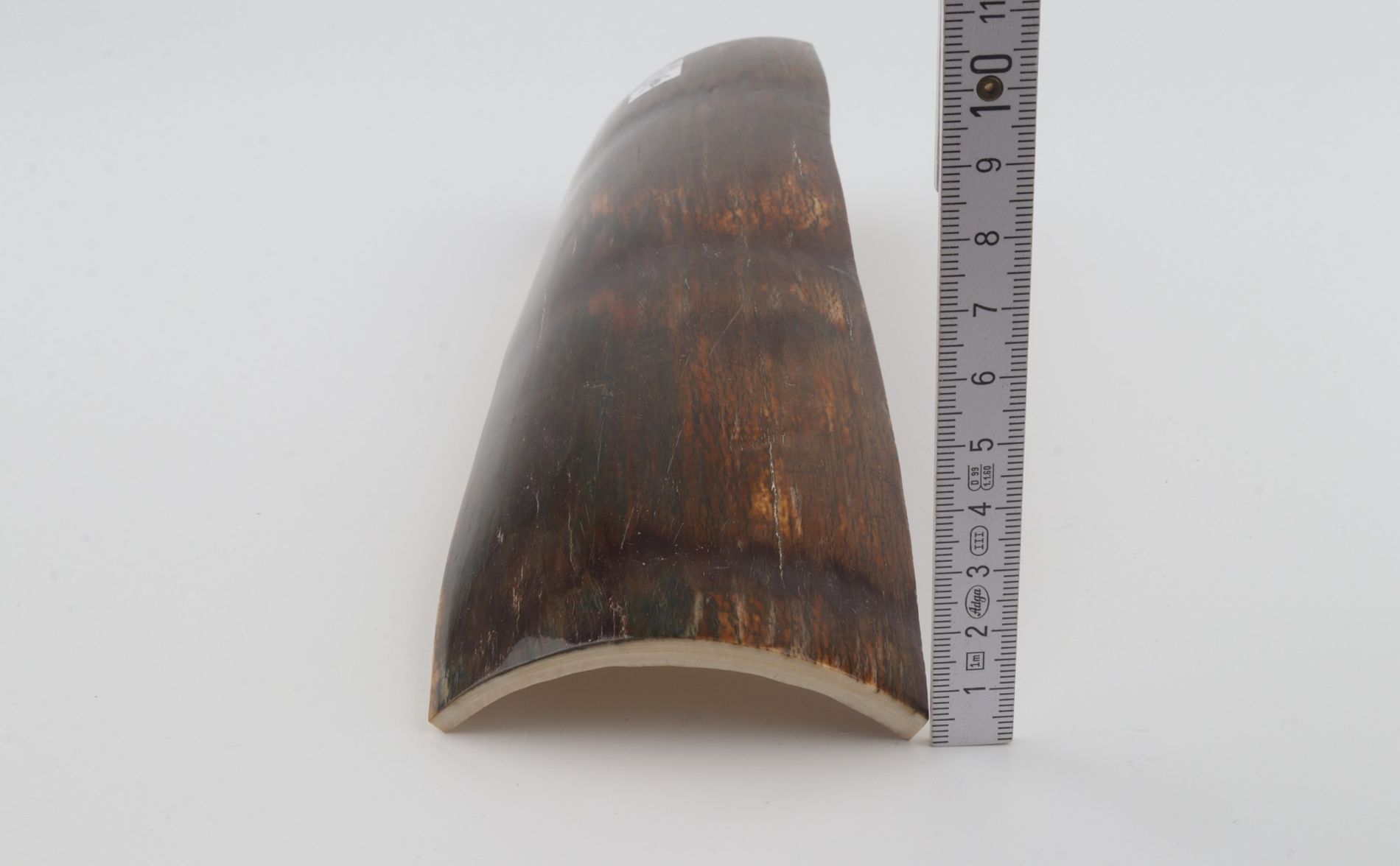 Brown mammoth bark