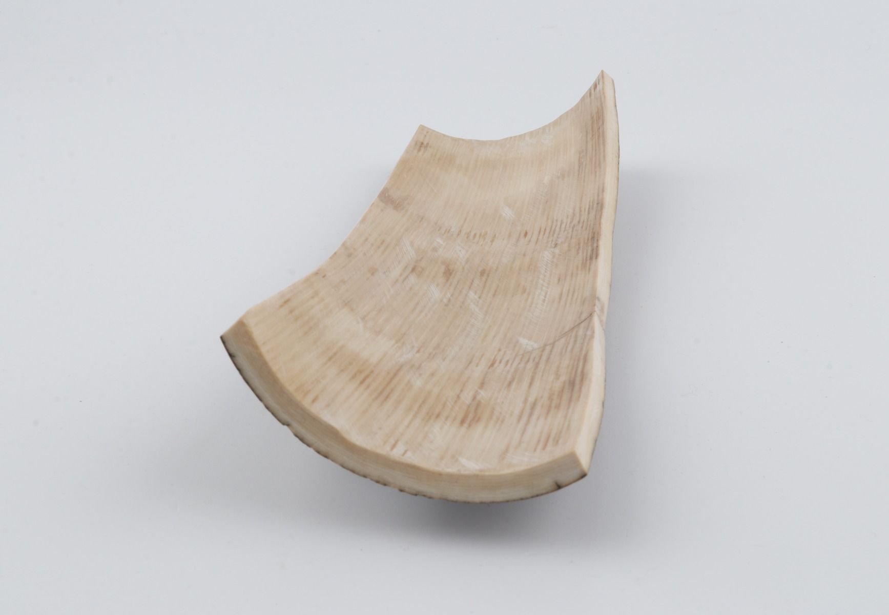 Brown mammoth bark