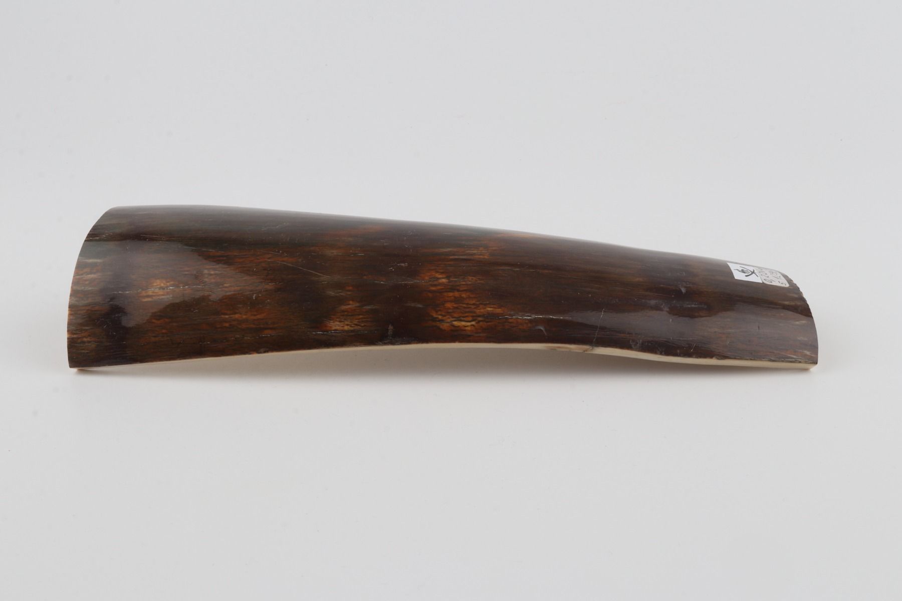Brown mammoth bark