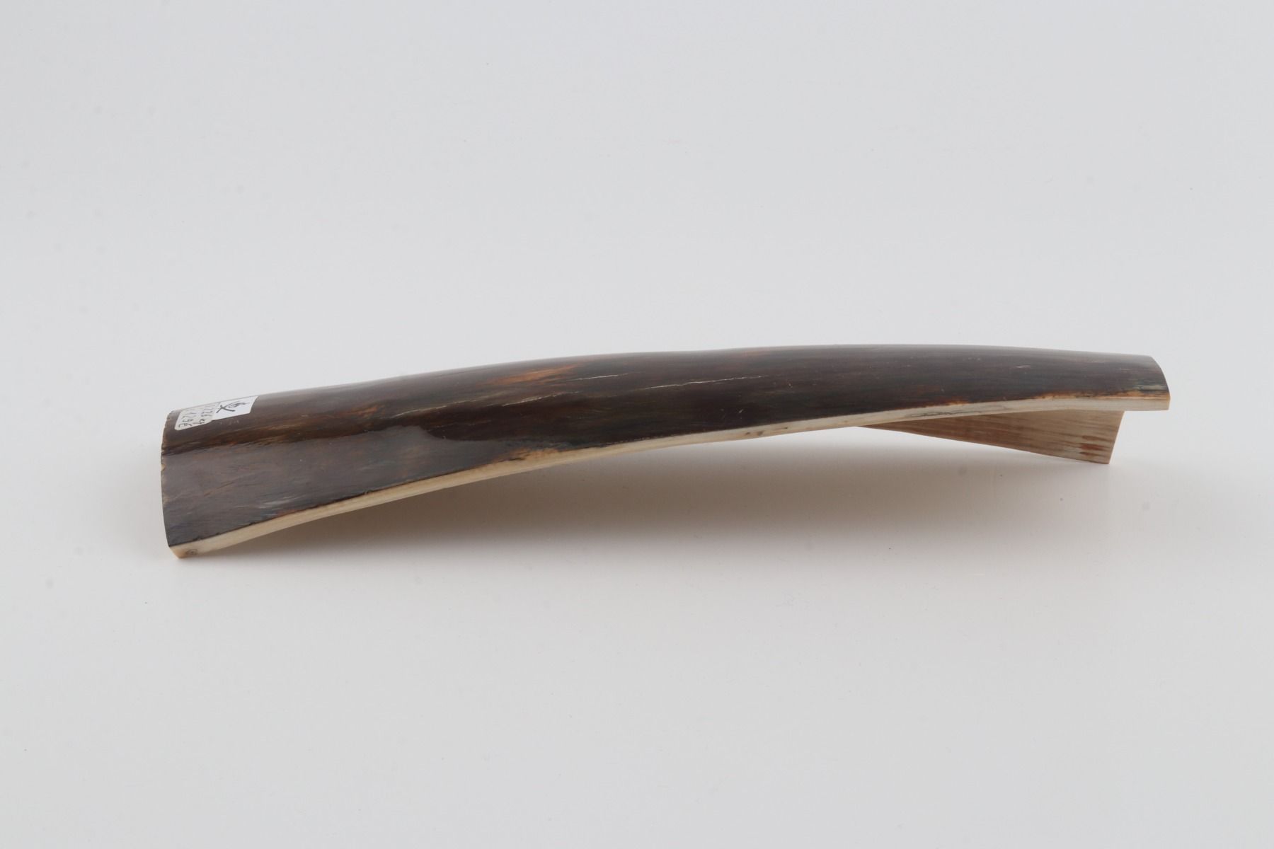 Brown mammoth bark