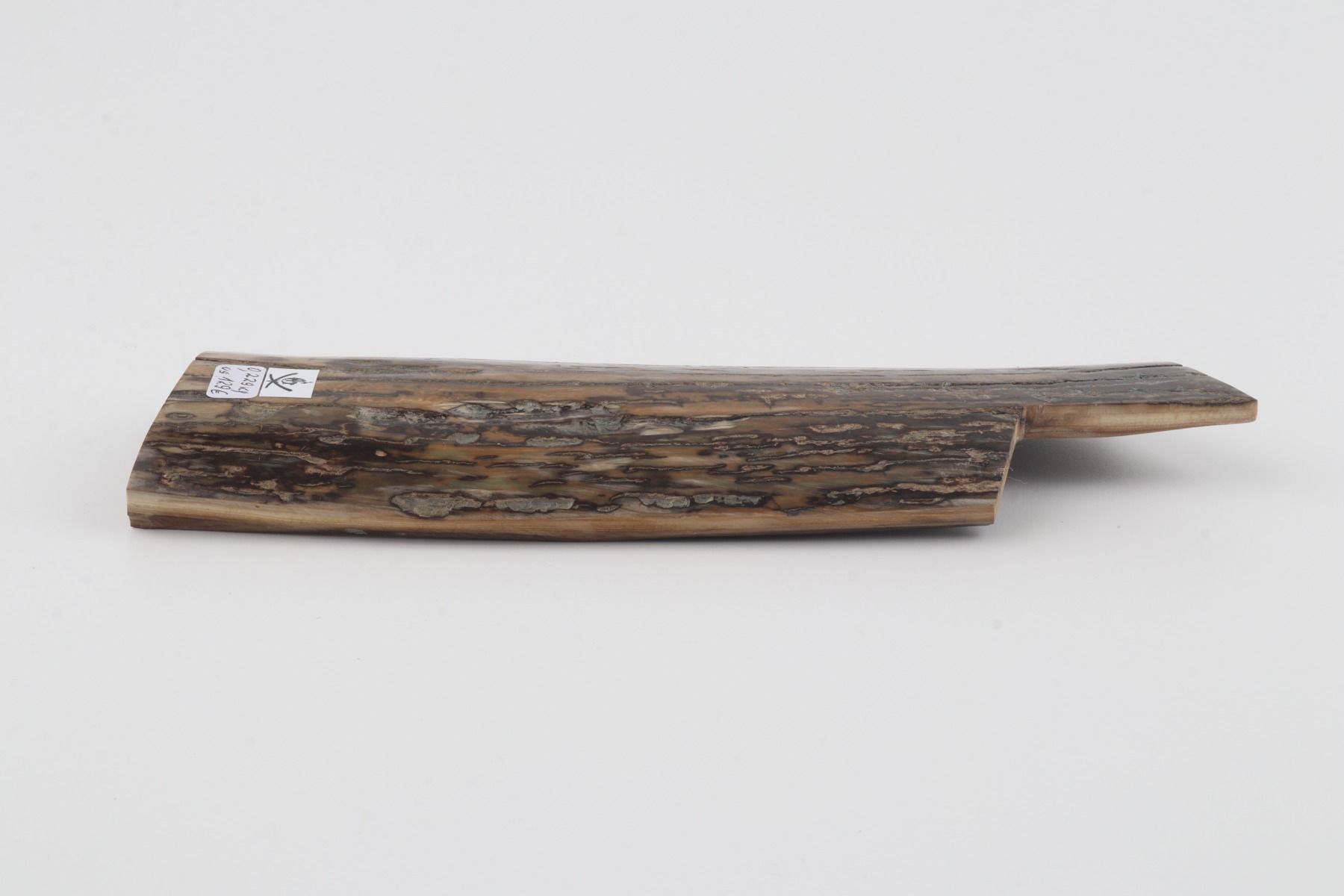 Brown-mustard mammoth bark
