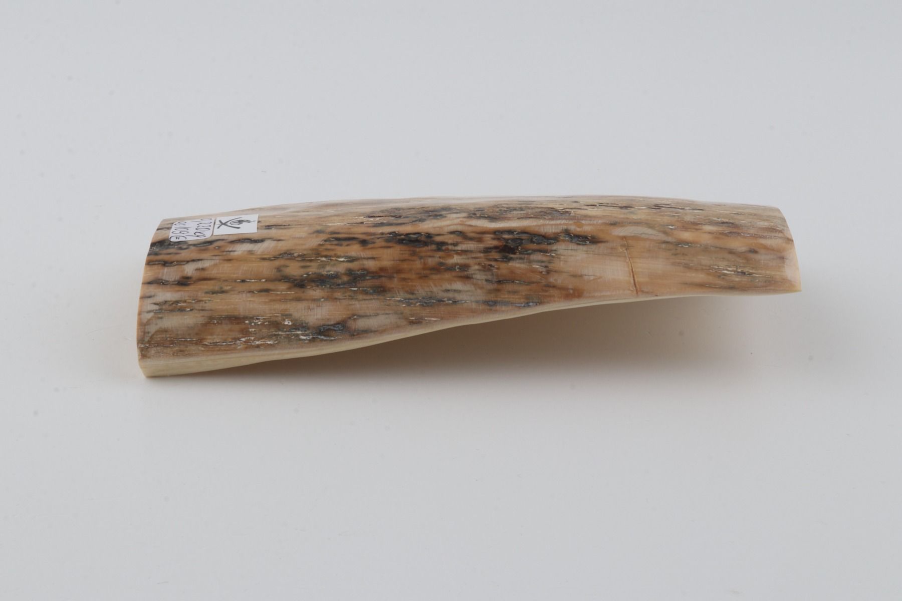 Beige mammoth bark