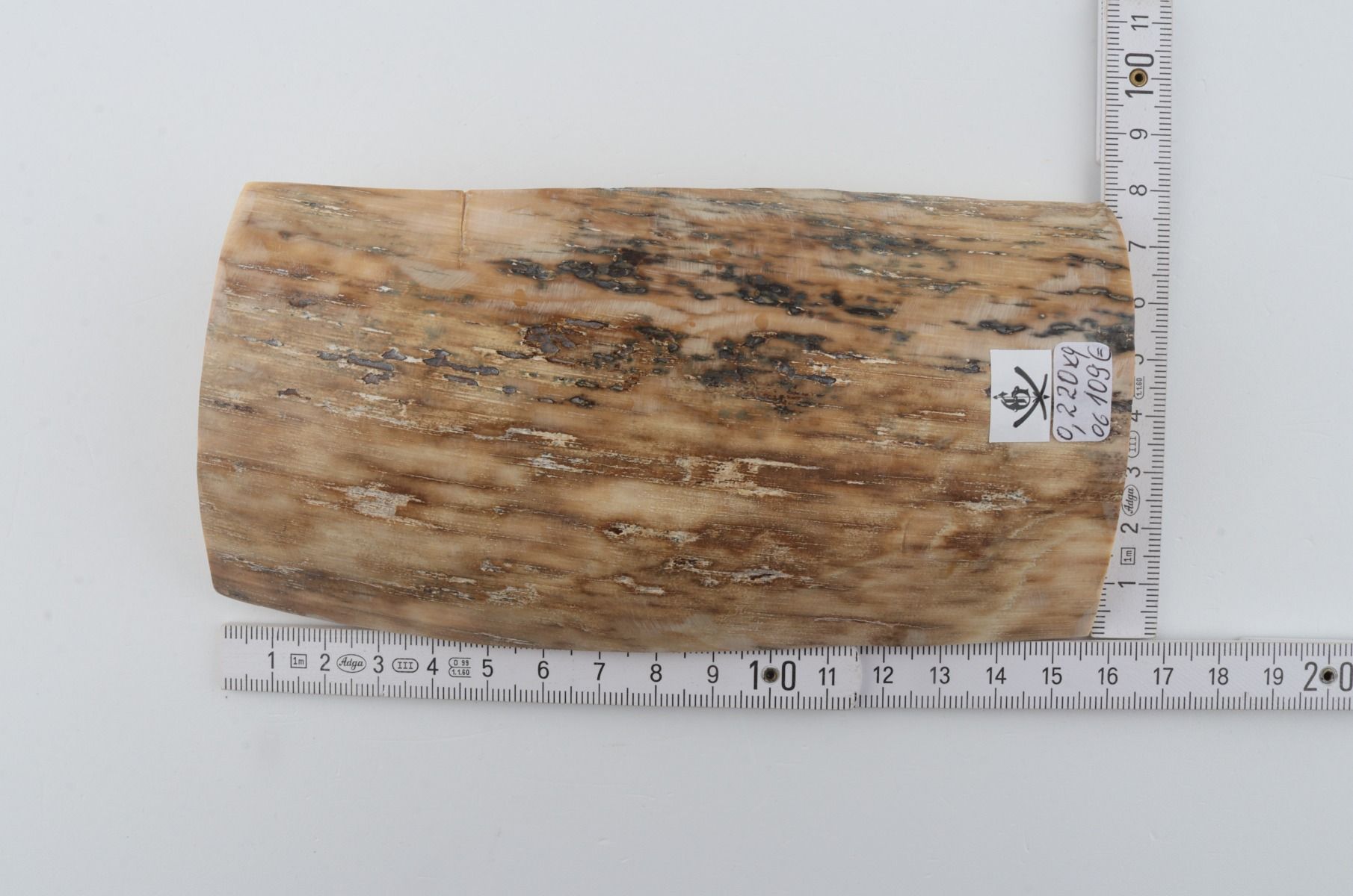 Beige mammoth bark