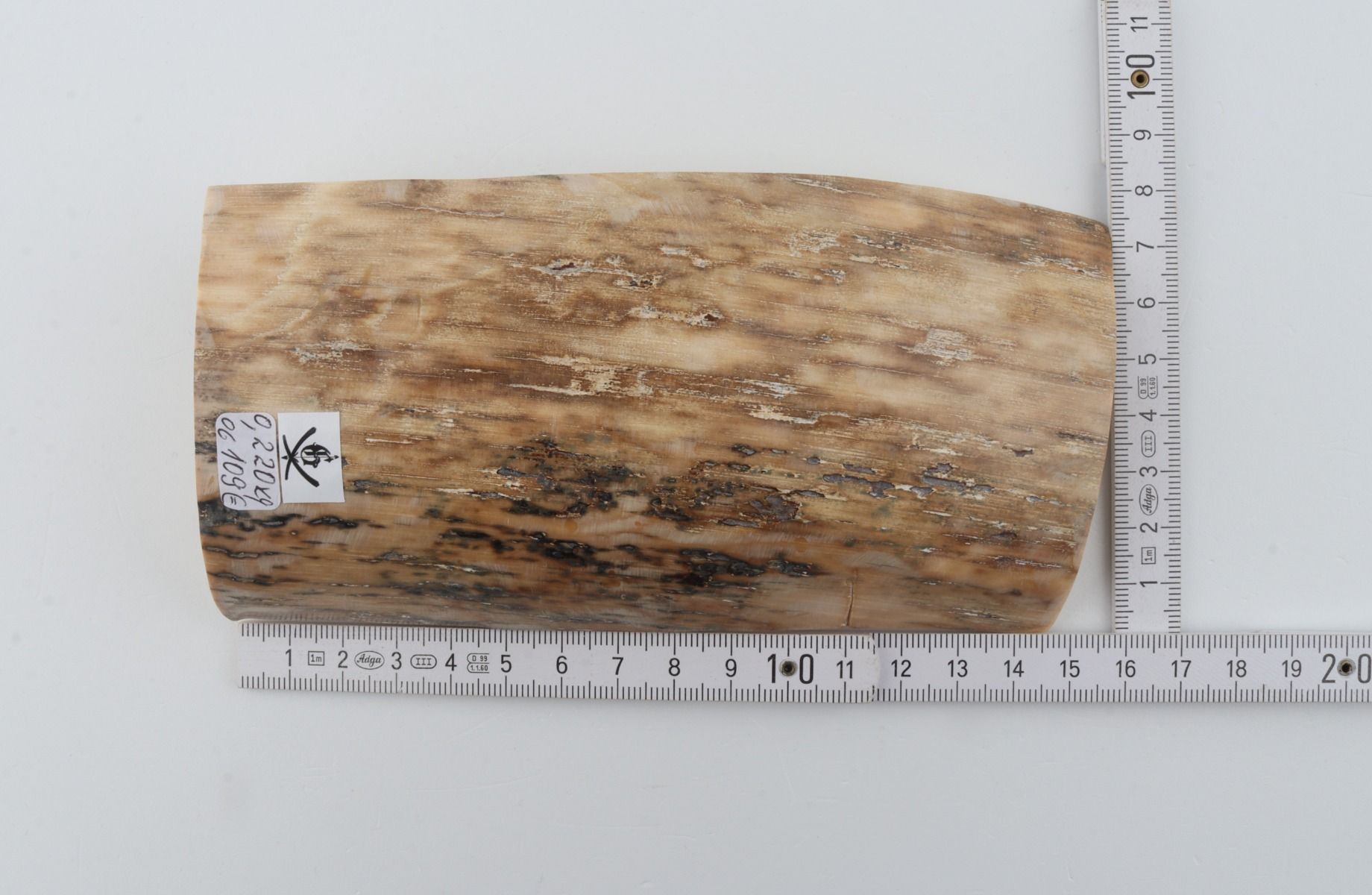 Beige mammoth bark