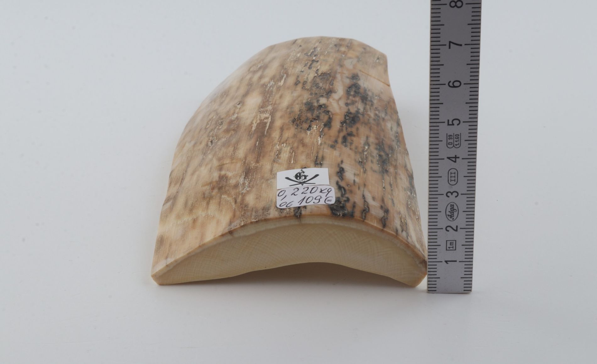 Beige mammoth bark