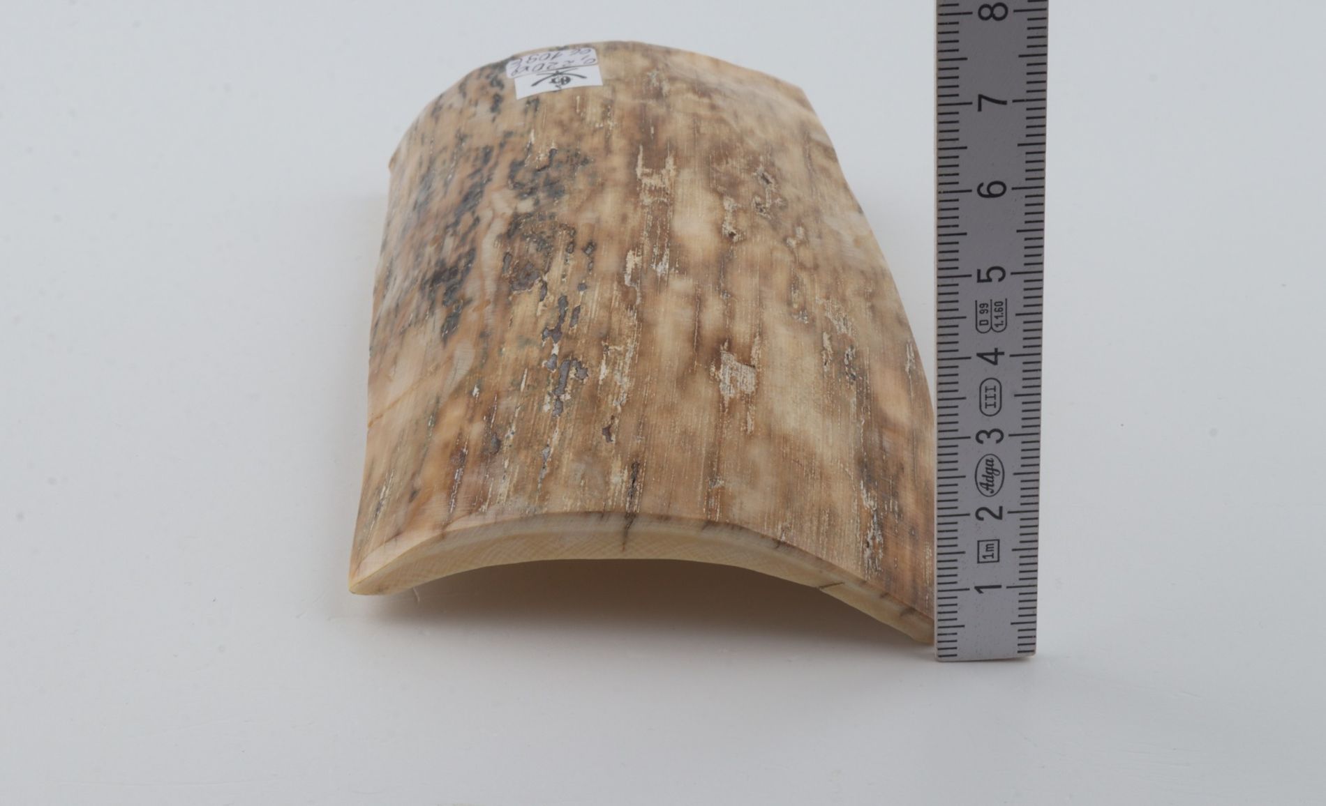 Beige mammoth bark
