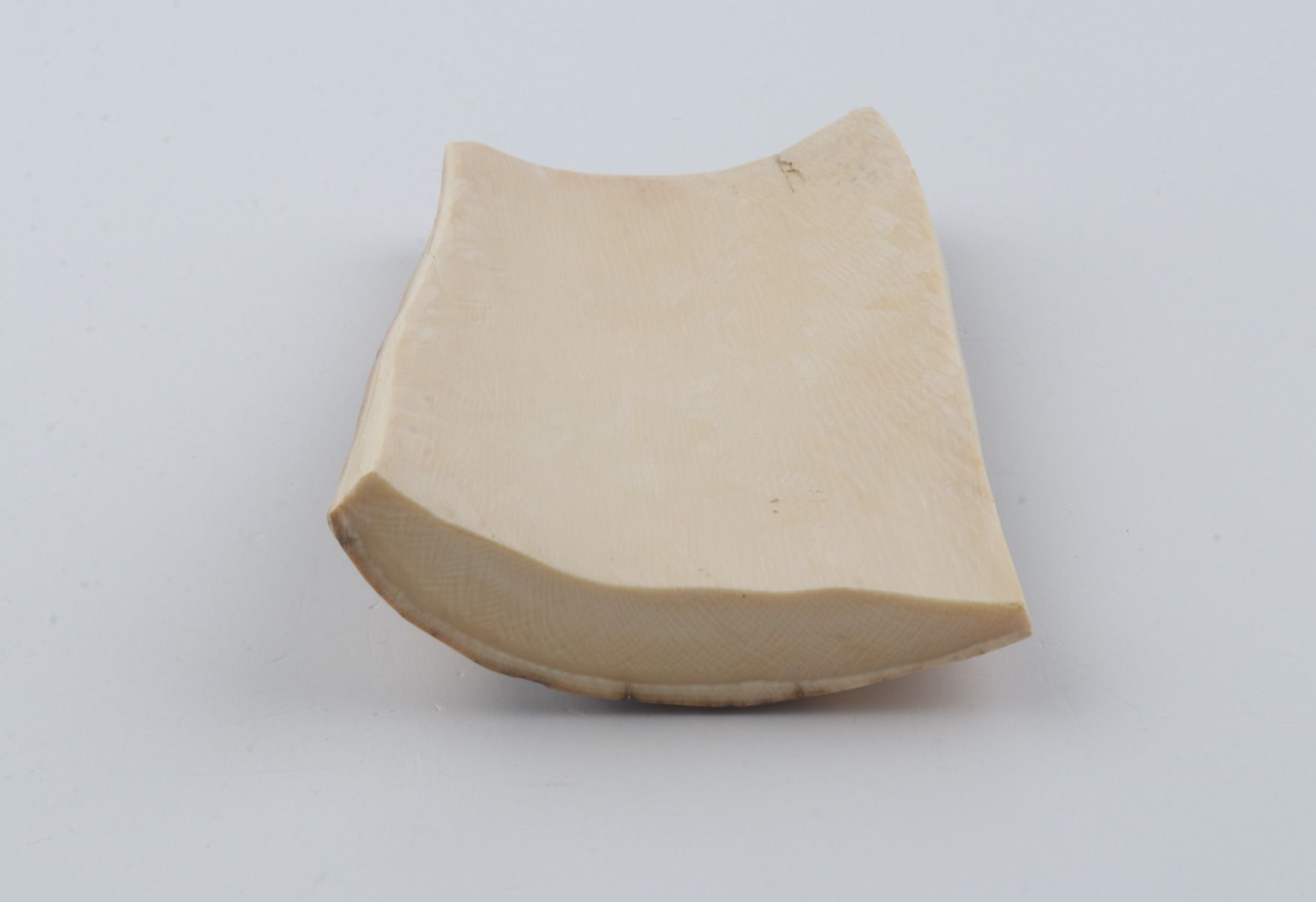 Beige mammoth bark