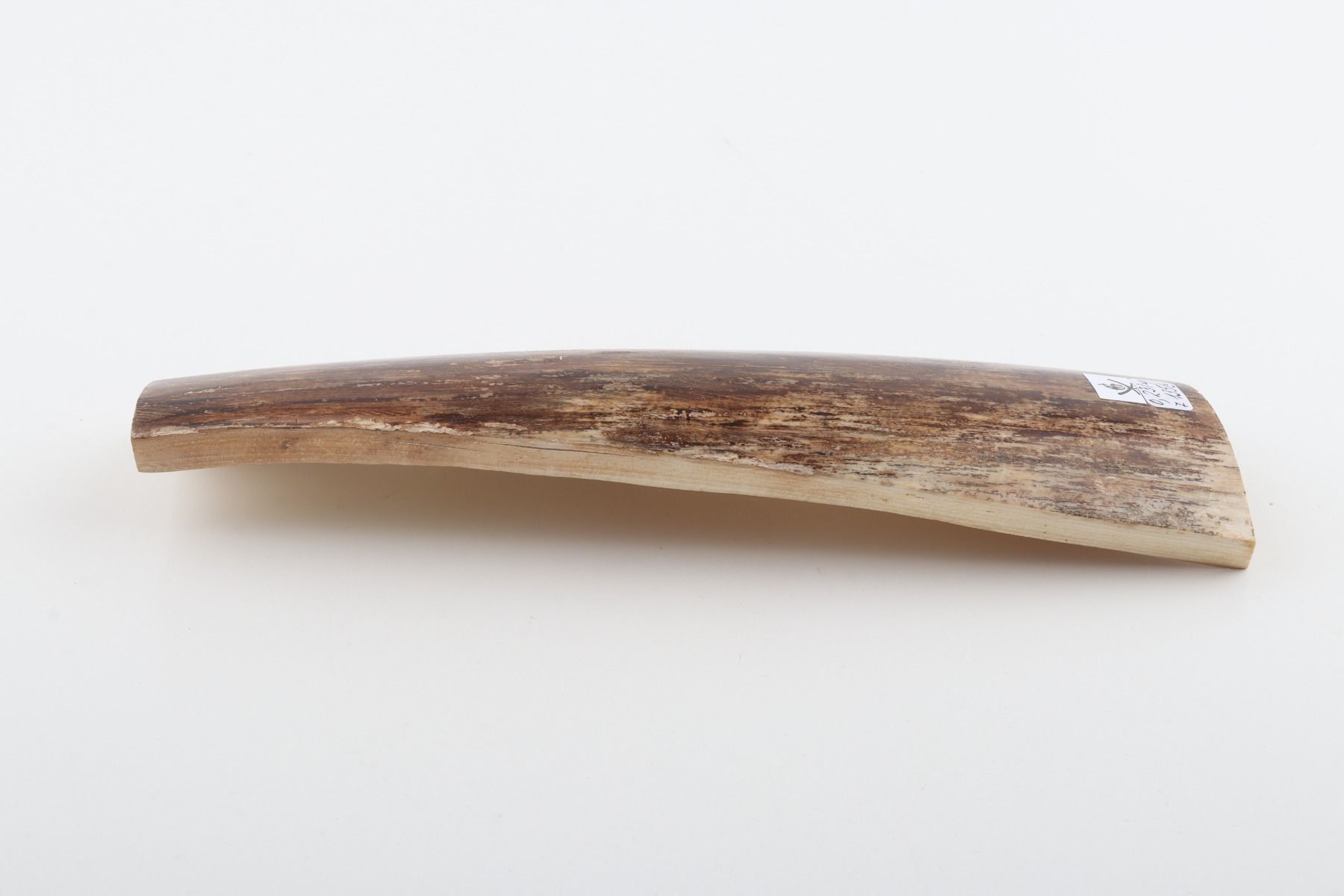 Brown mammoth bark