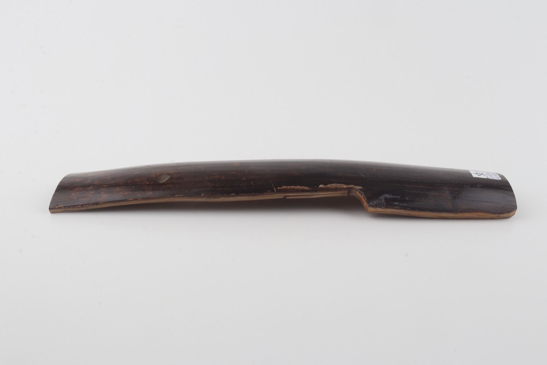 Brown mammoth bark