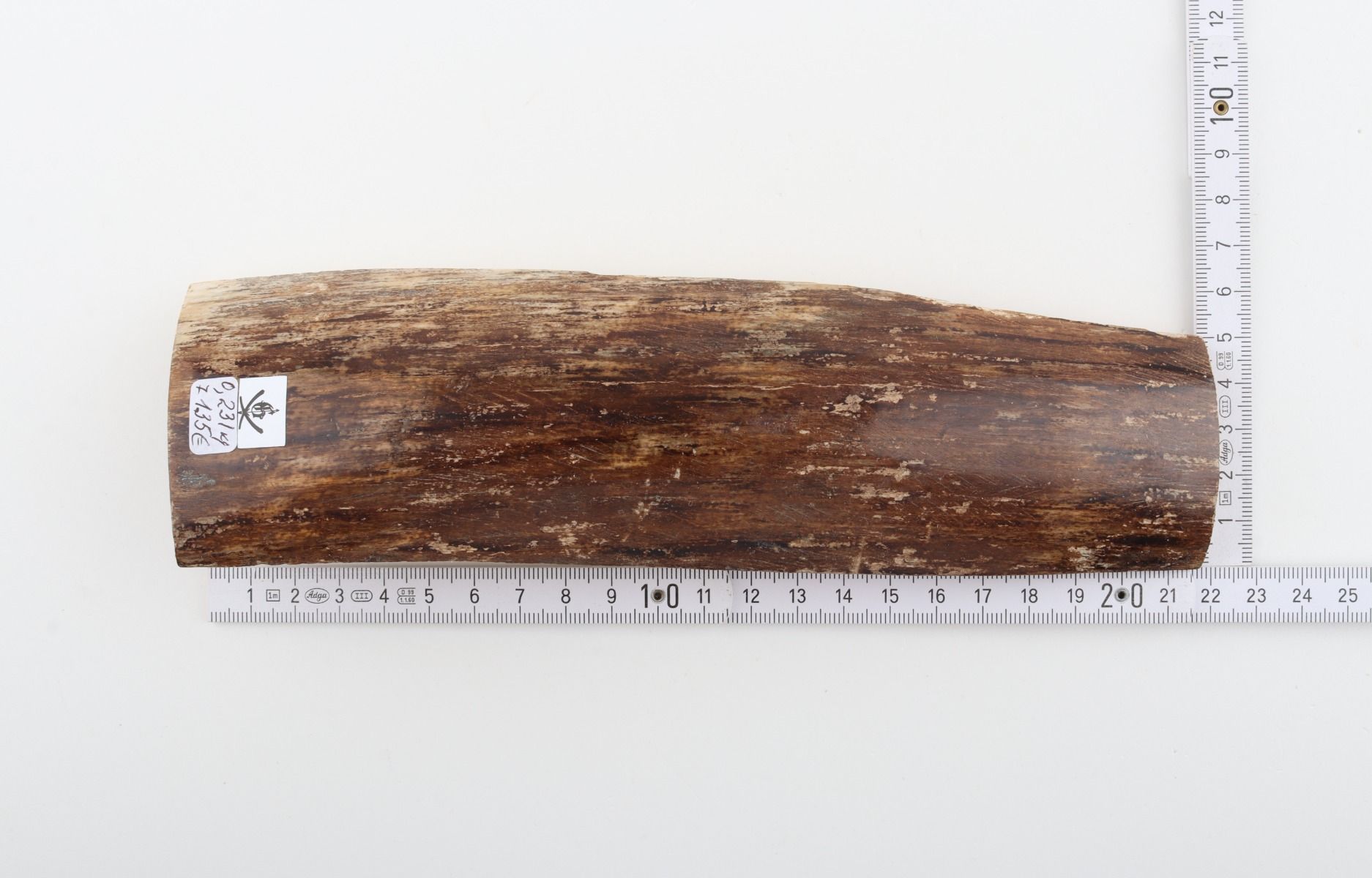 Brown mammoth bark
