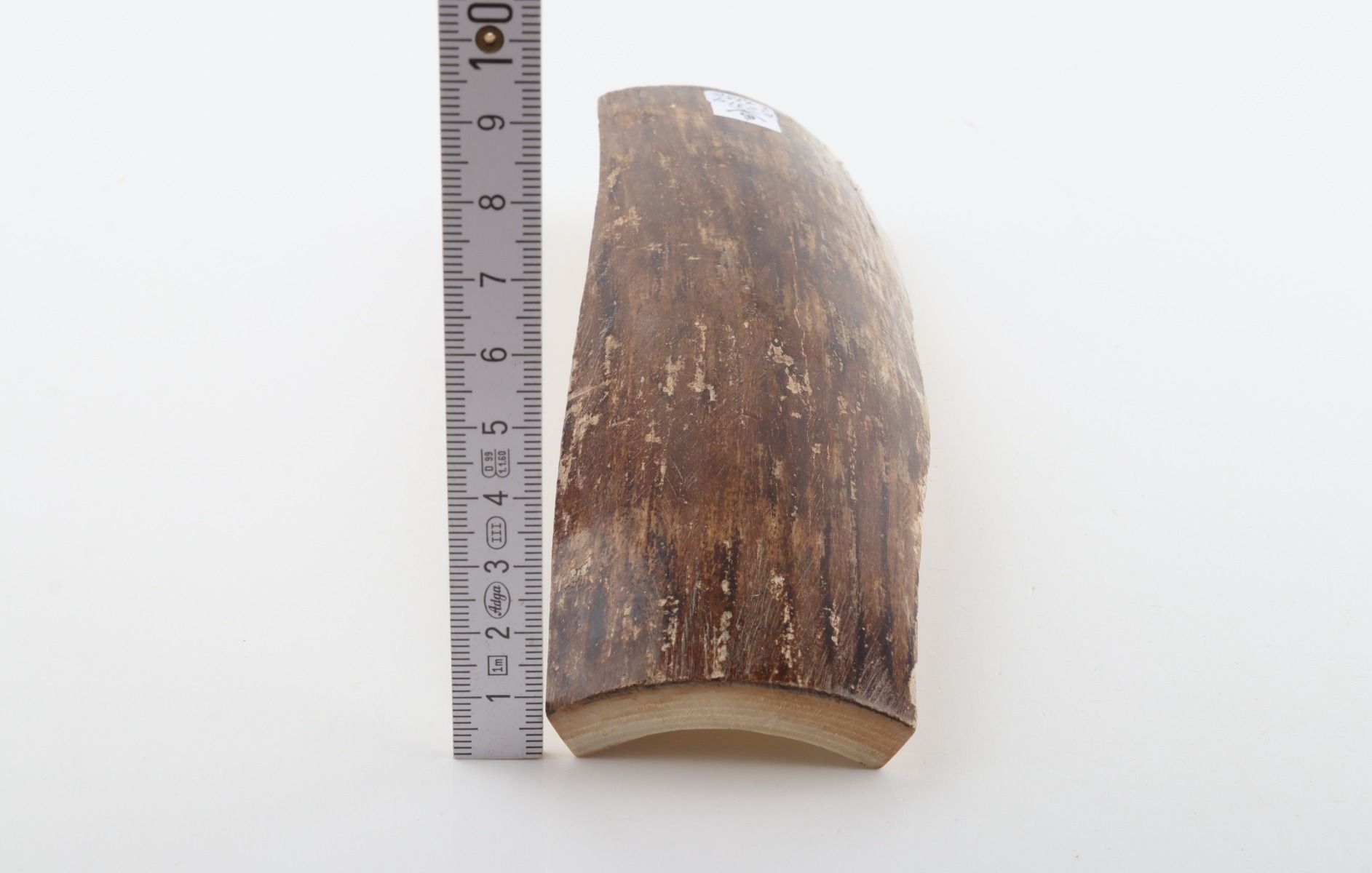 Brown mammoth bark