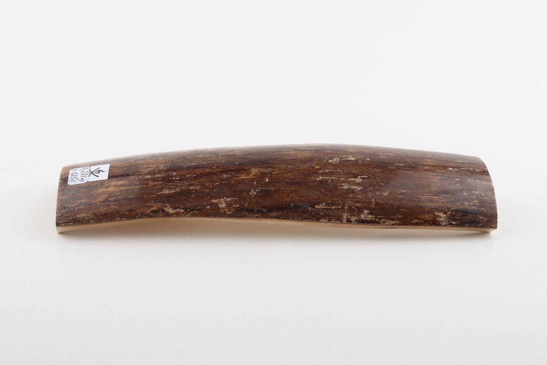 Brown mammoth bark