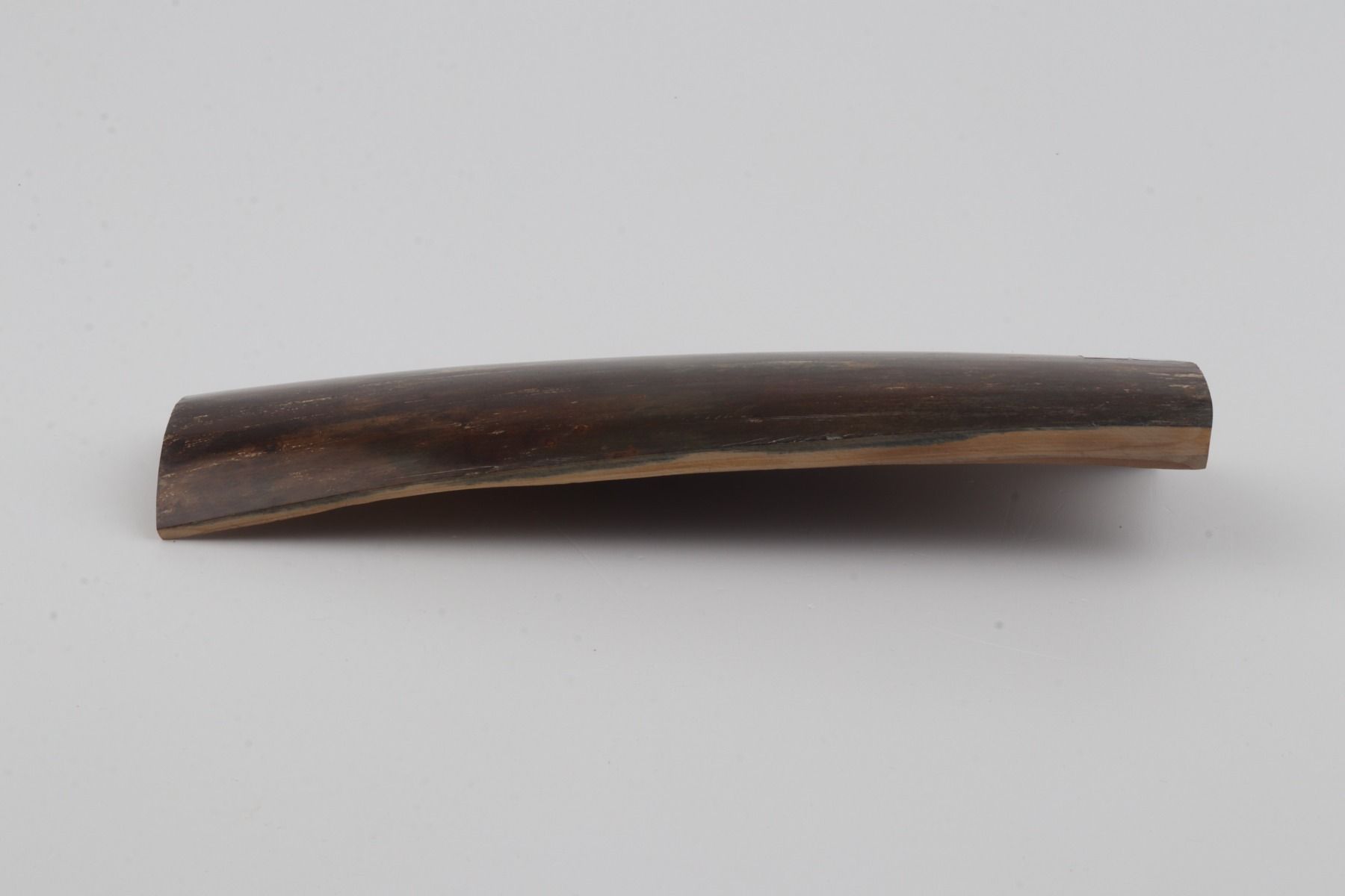 Brown-blue mammoth bark