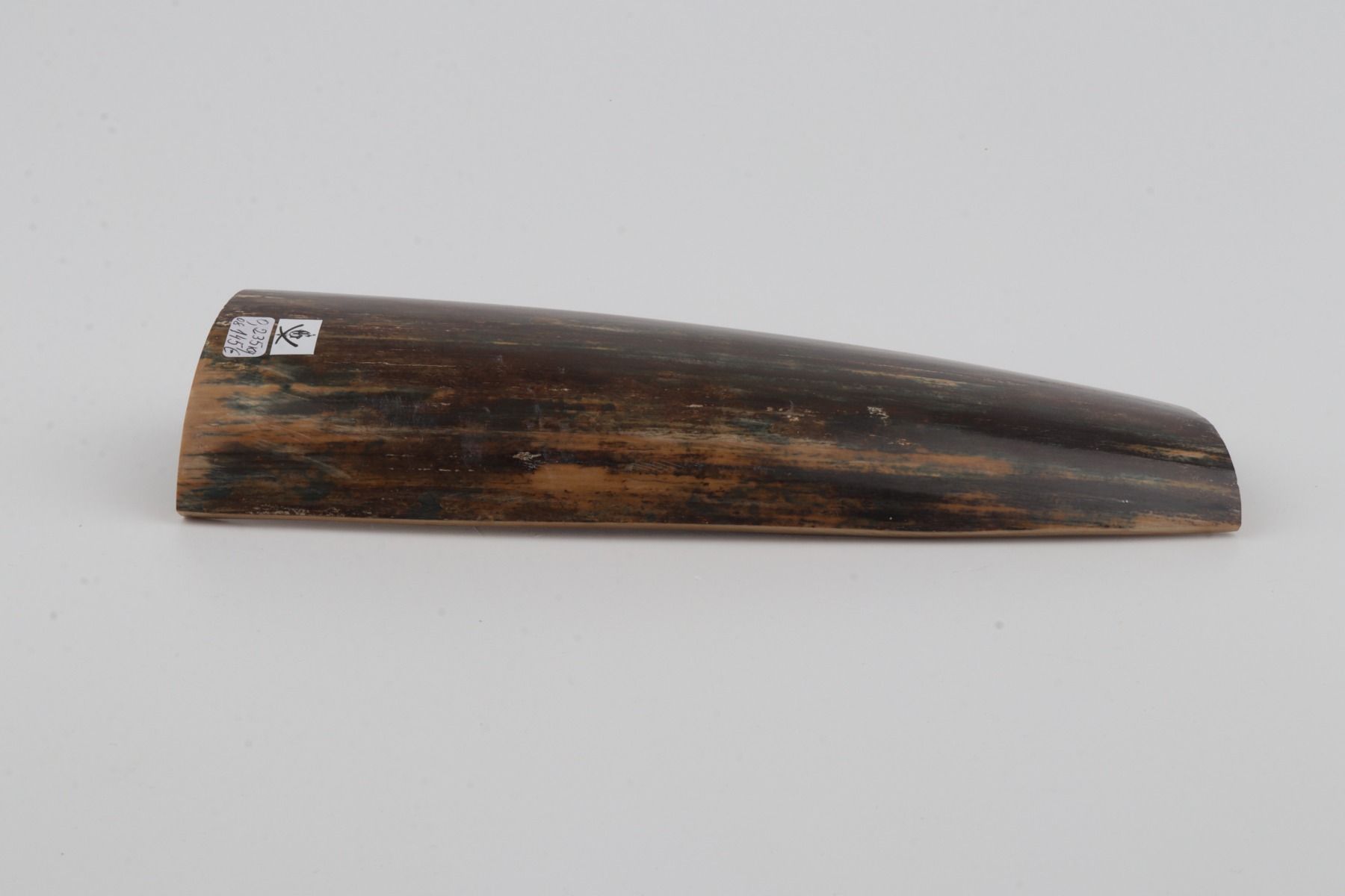 Brown-blue mammoth bark