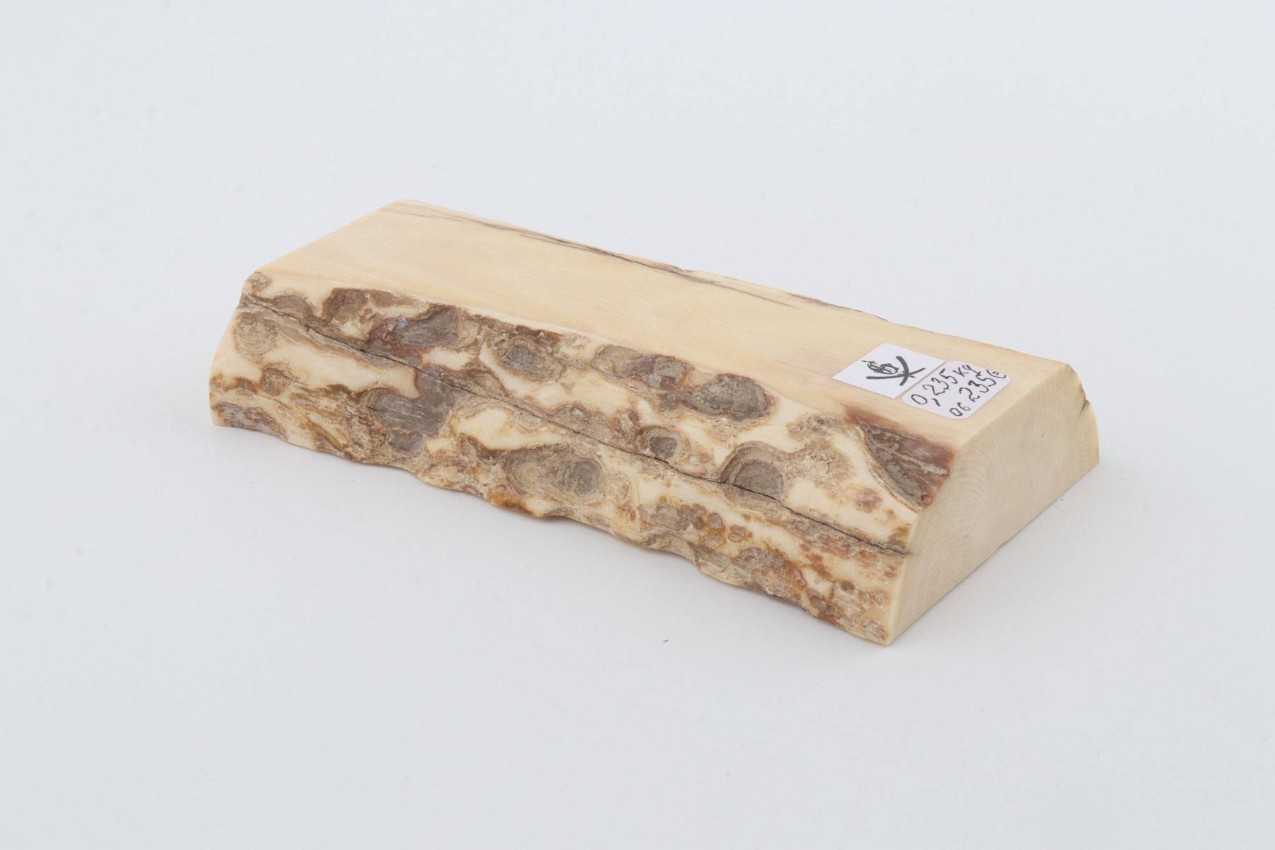 White mammoth ivory segment