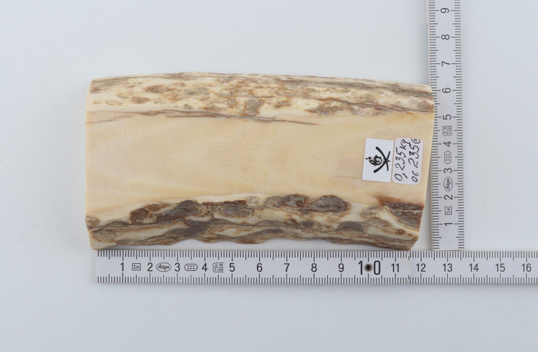 White mammoth ivory segment