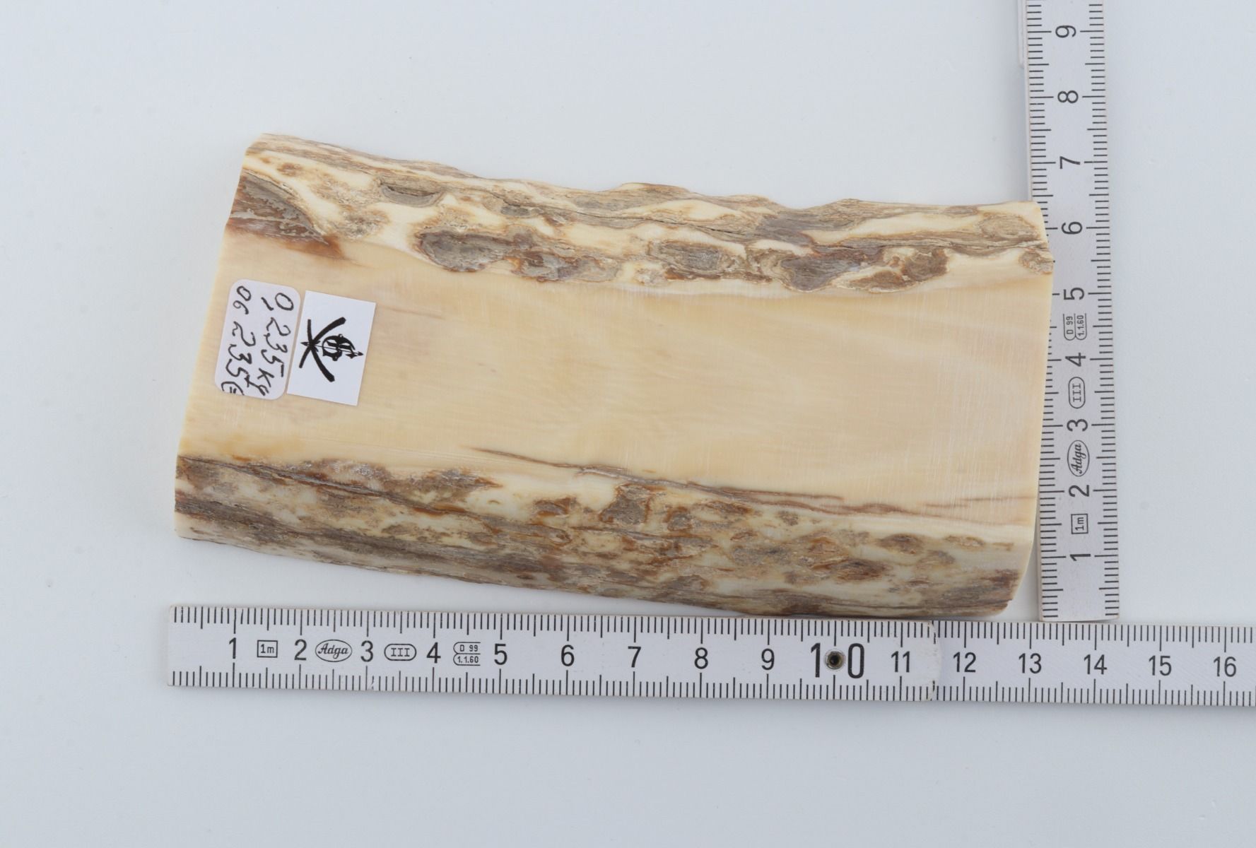White mammoth ivory segment