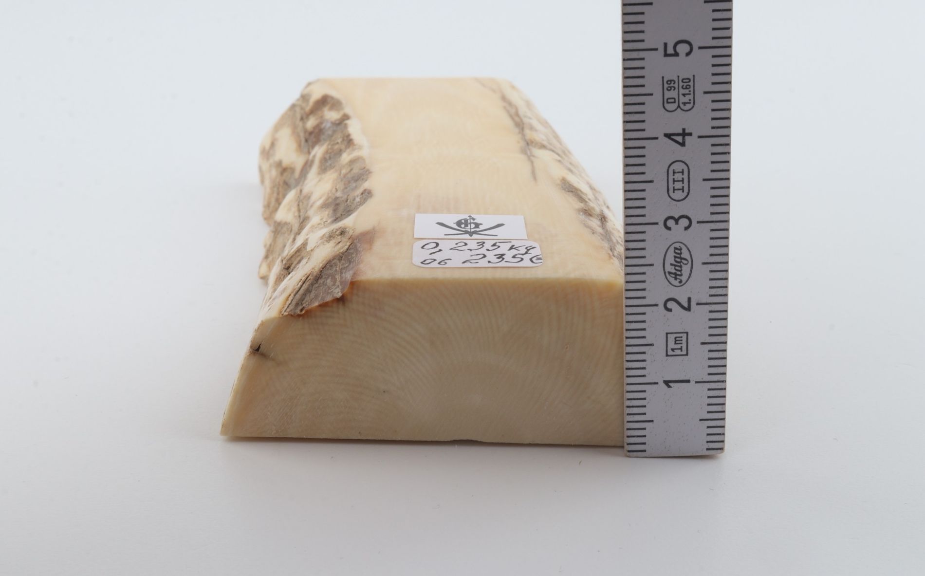 White mammoth ivory segment