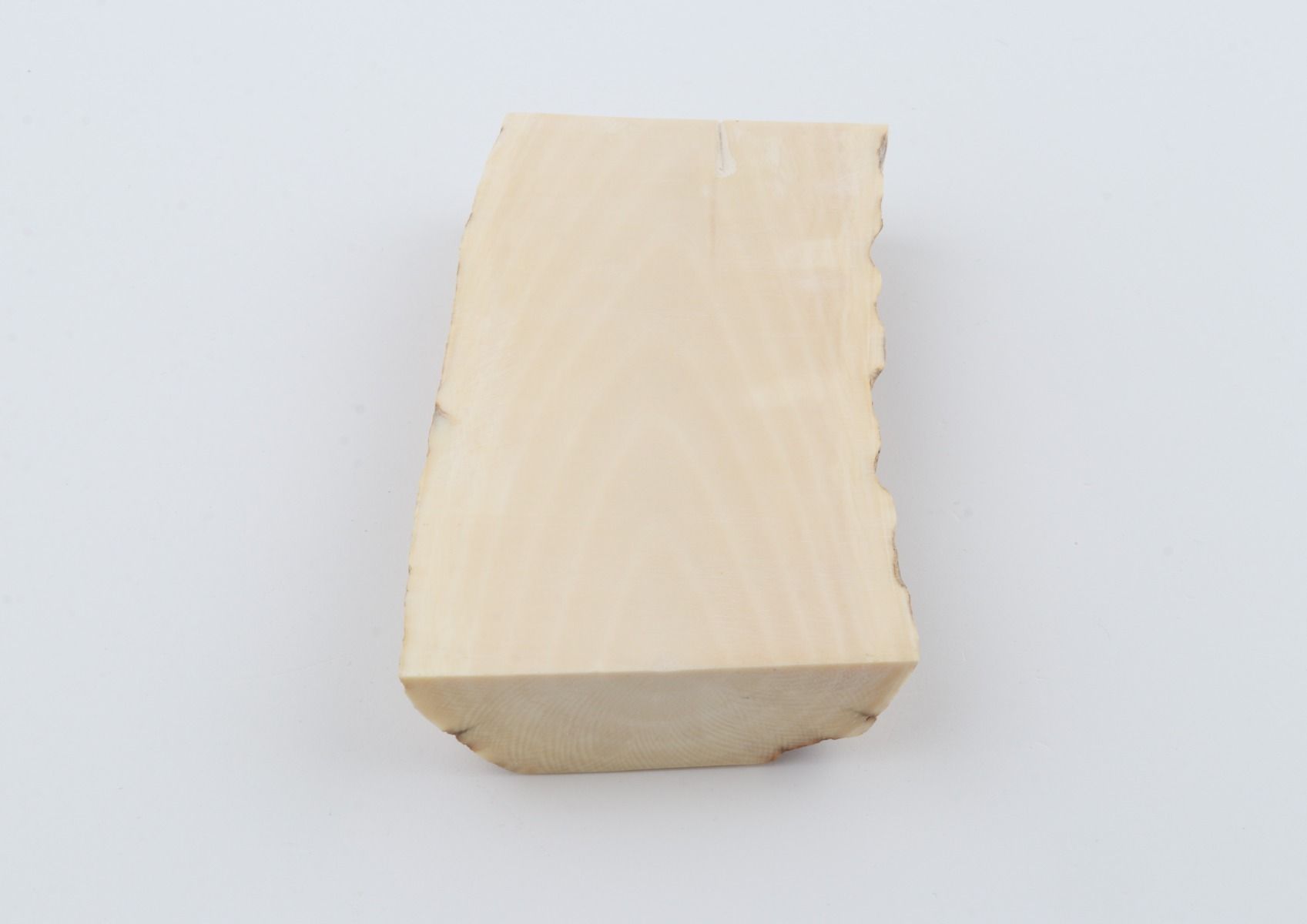 White mammoth ivory segment