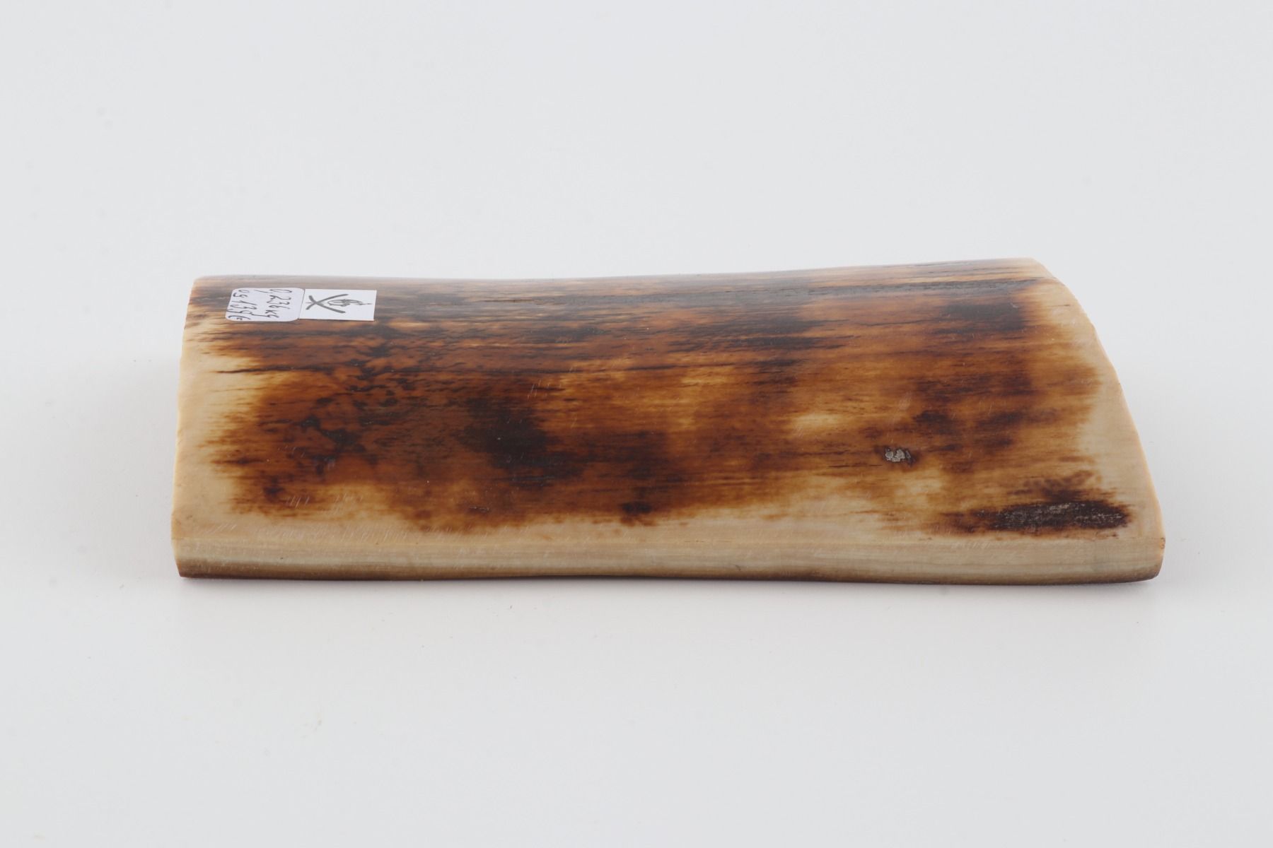 Brown-orange mammoth bark