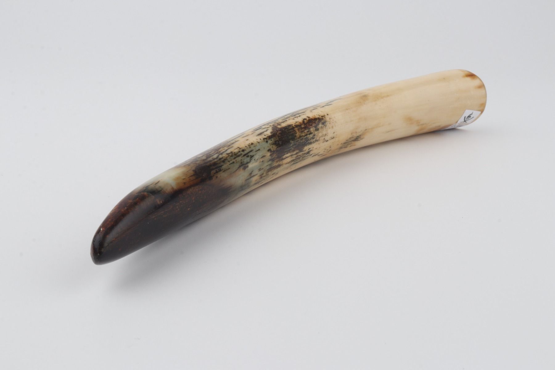 Restored mammoth tusk tip