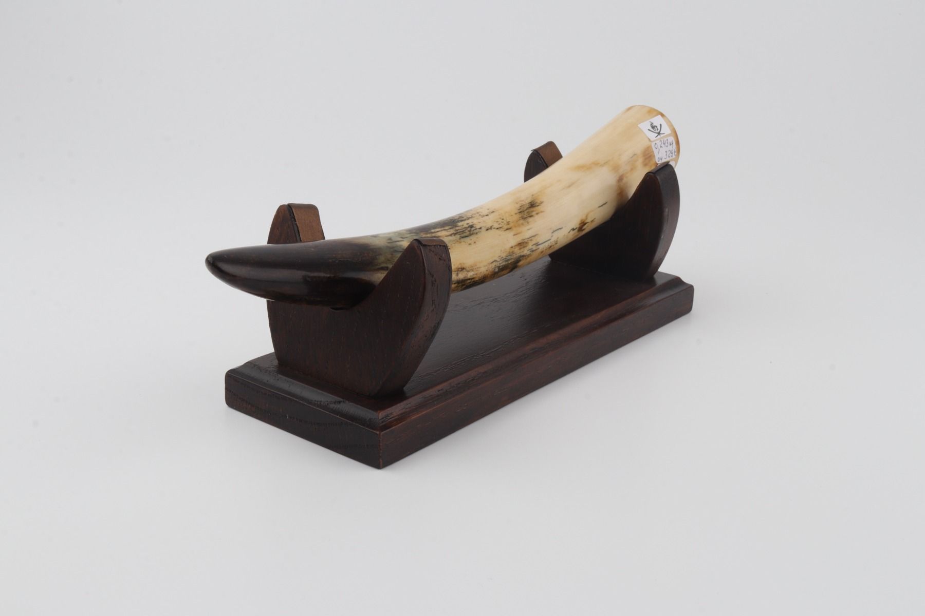 Restored mammoth tusk tip