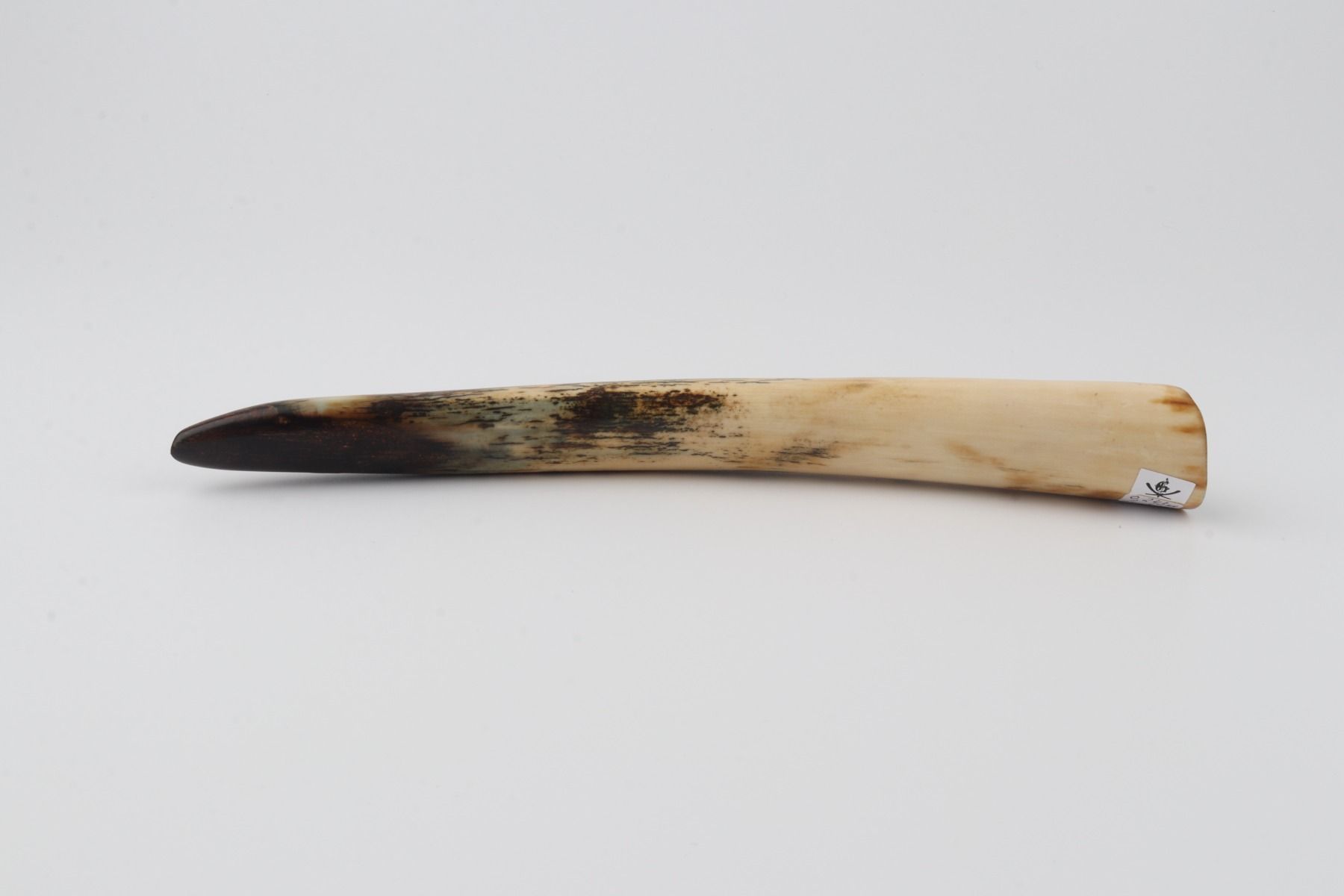 Restored mammoth tusk tip