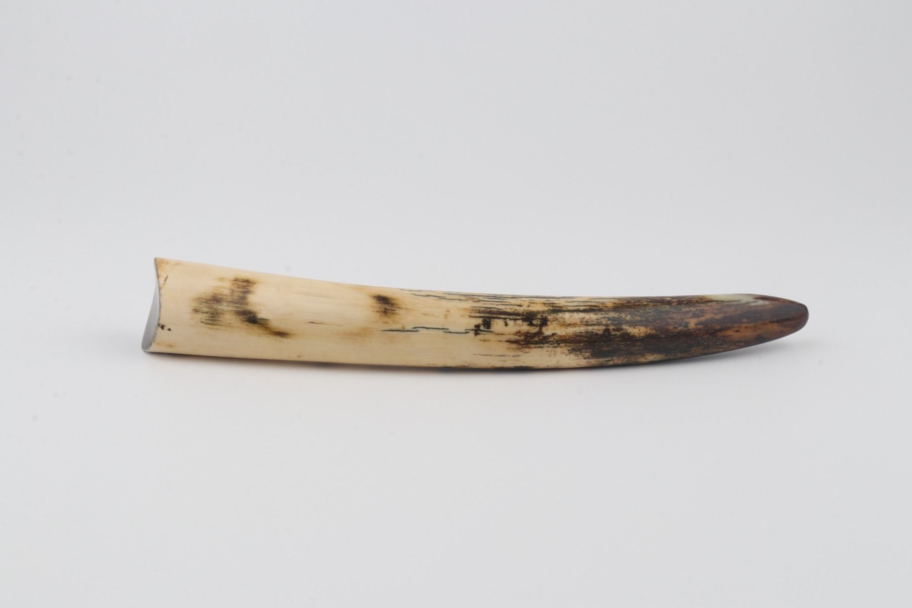 Restored mammoth tusk tip