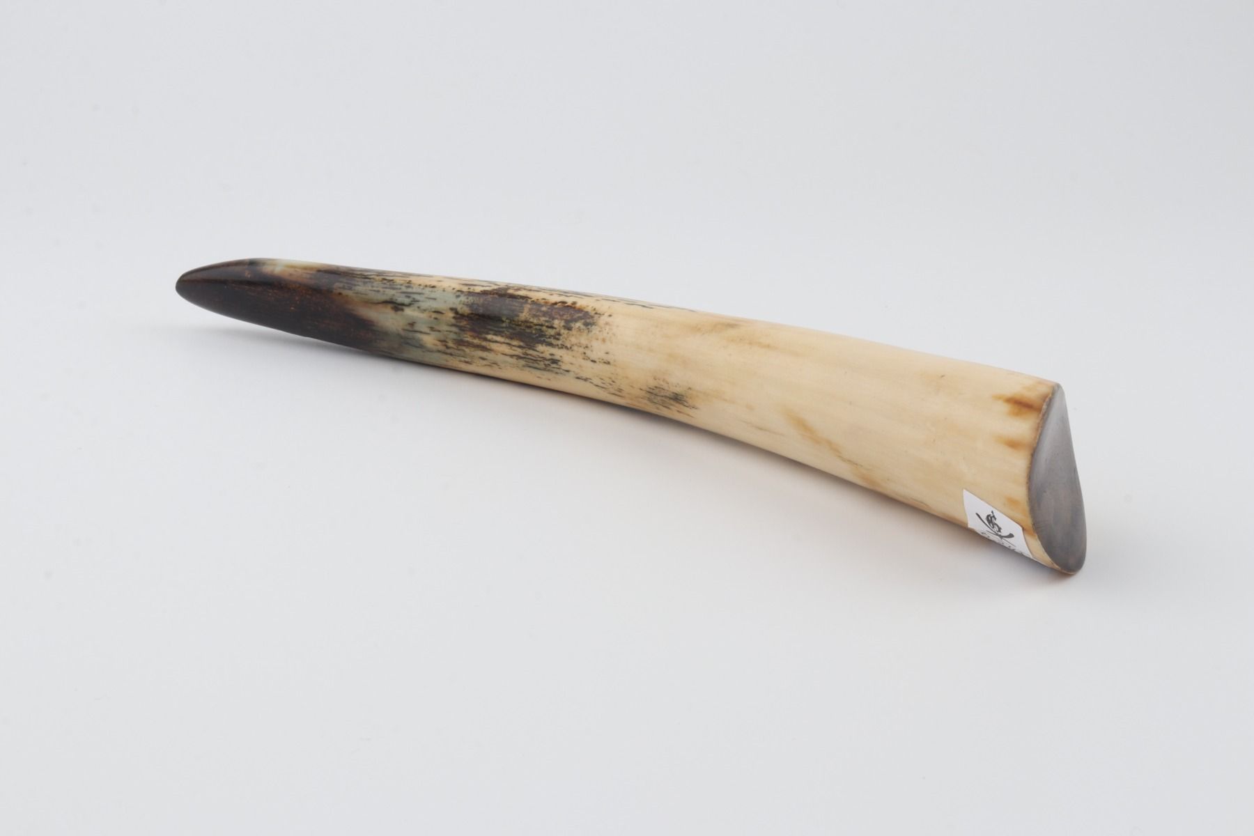 Restored mammoth tusk tip