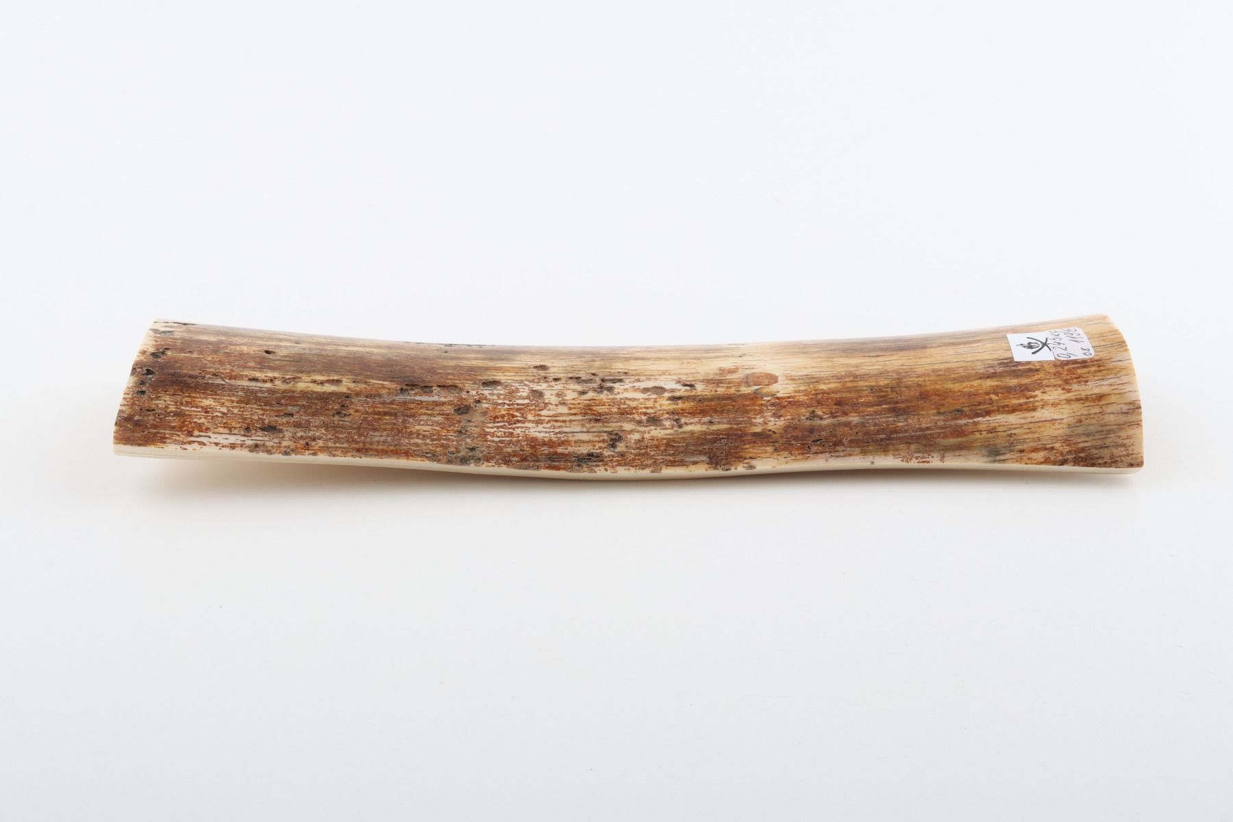 Beige mammoth bark