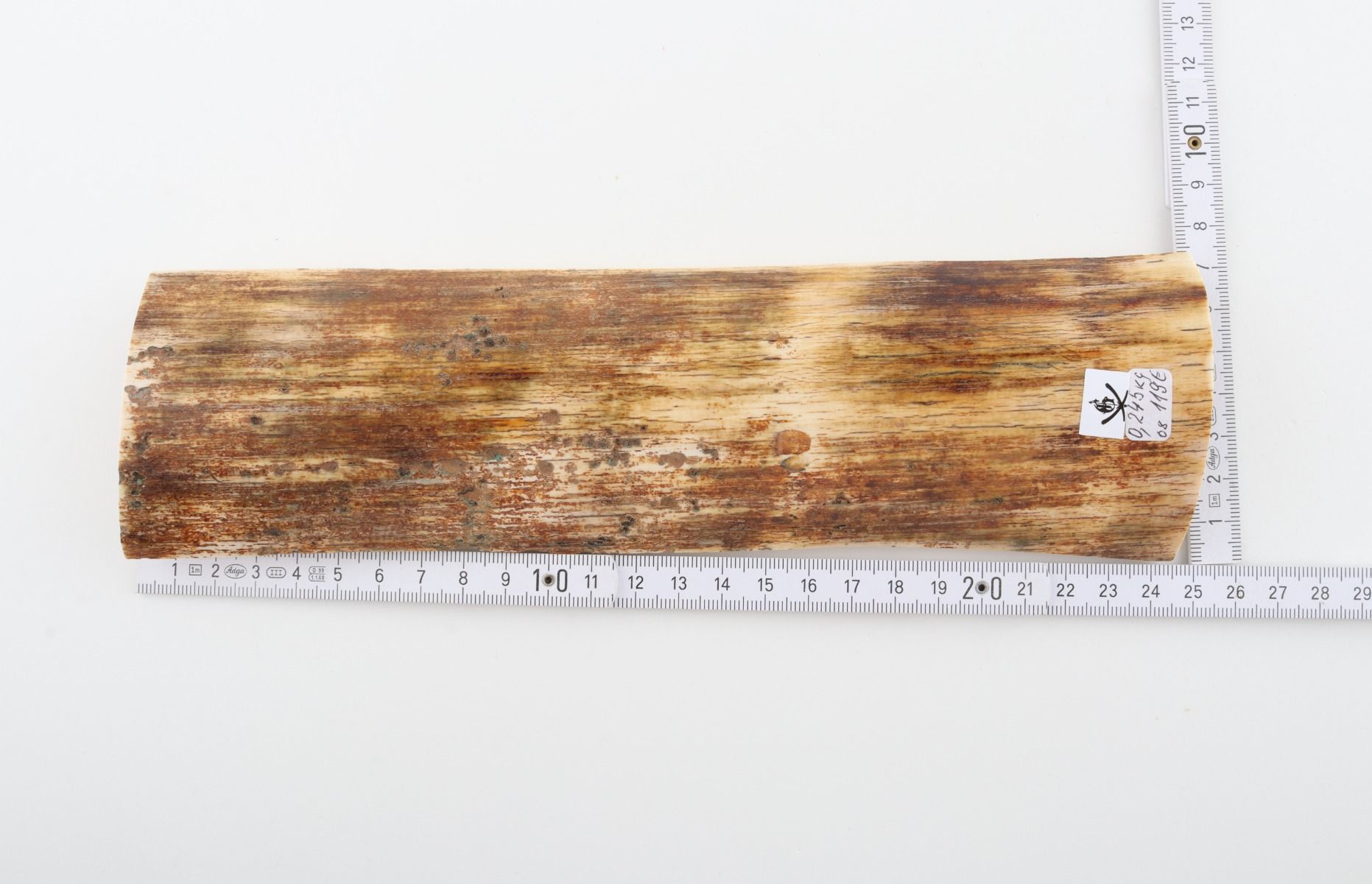 Beige mammoth bark