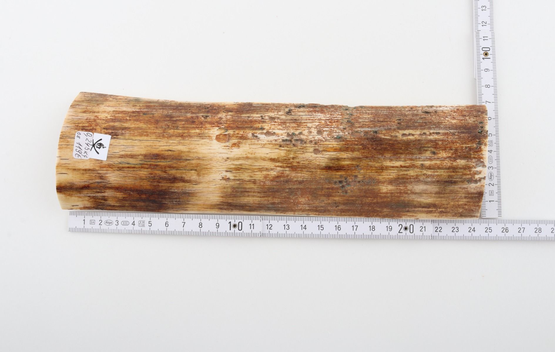 Beige mammoth bark
