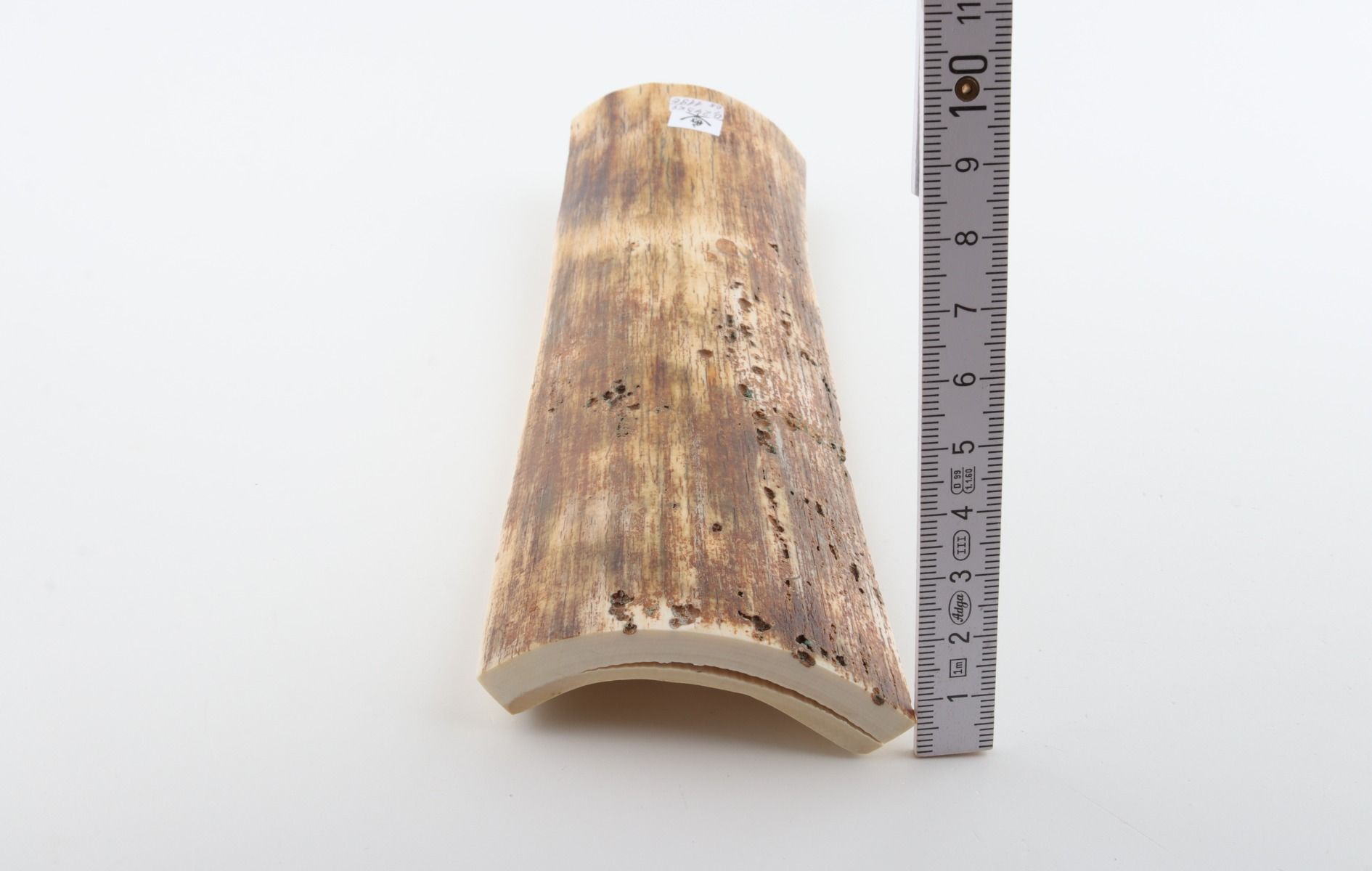 Beige mammoth bark