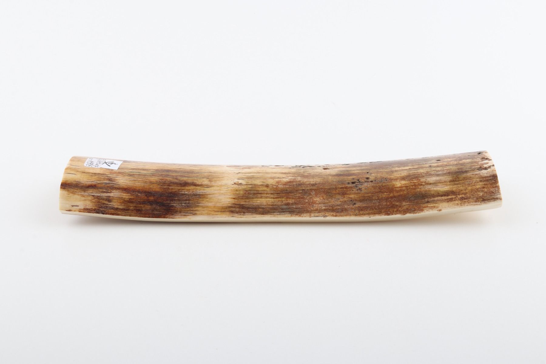 Beige mammoth bark