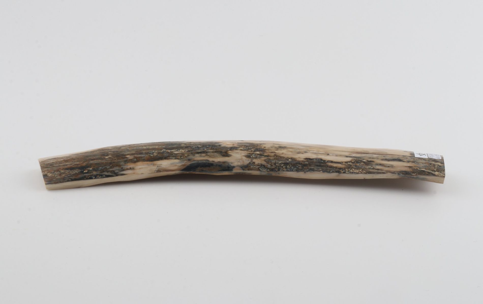 Grey-white mammoth bark