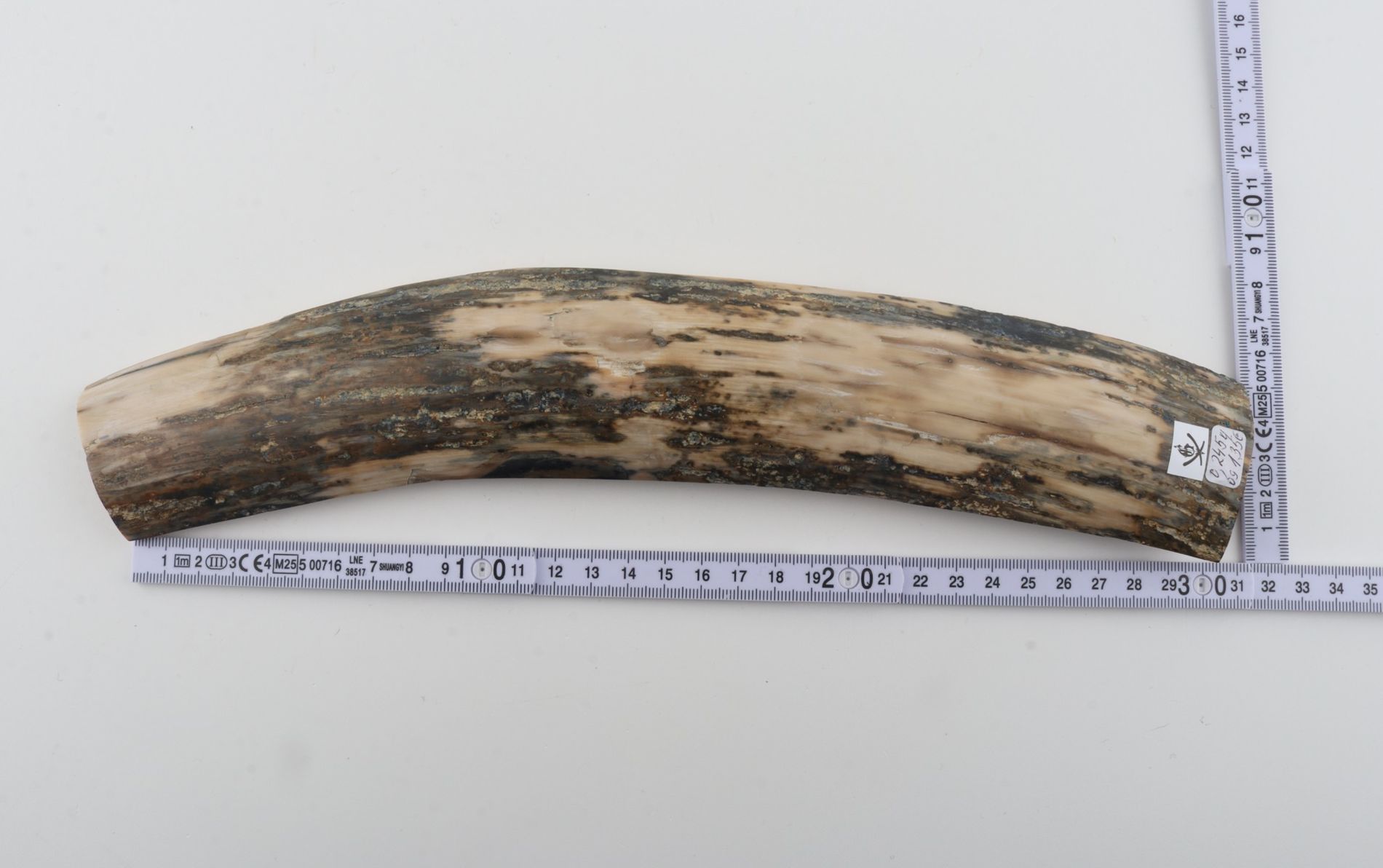 Grey-white mammoth bark