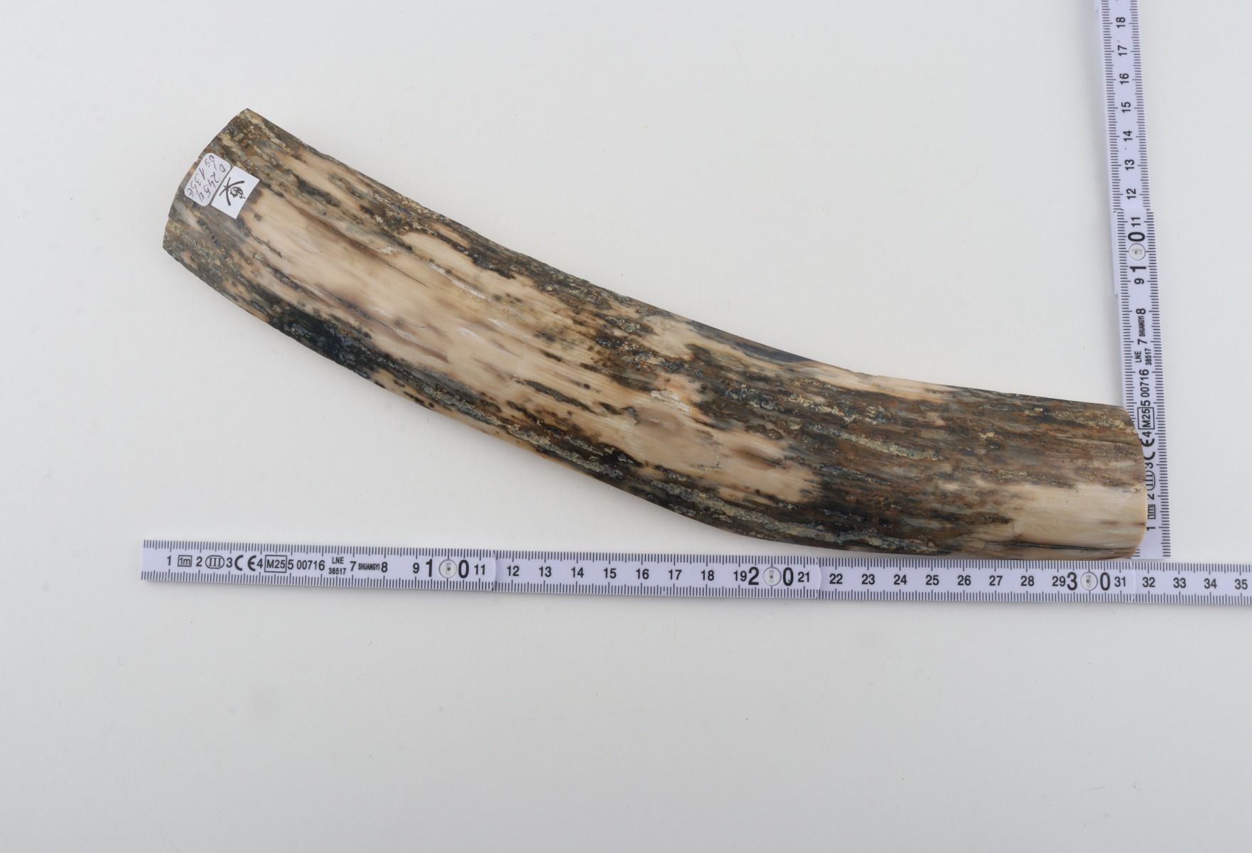 Grey-white mammoth bark