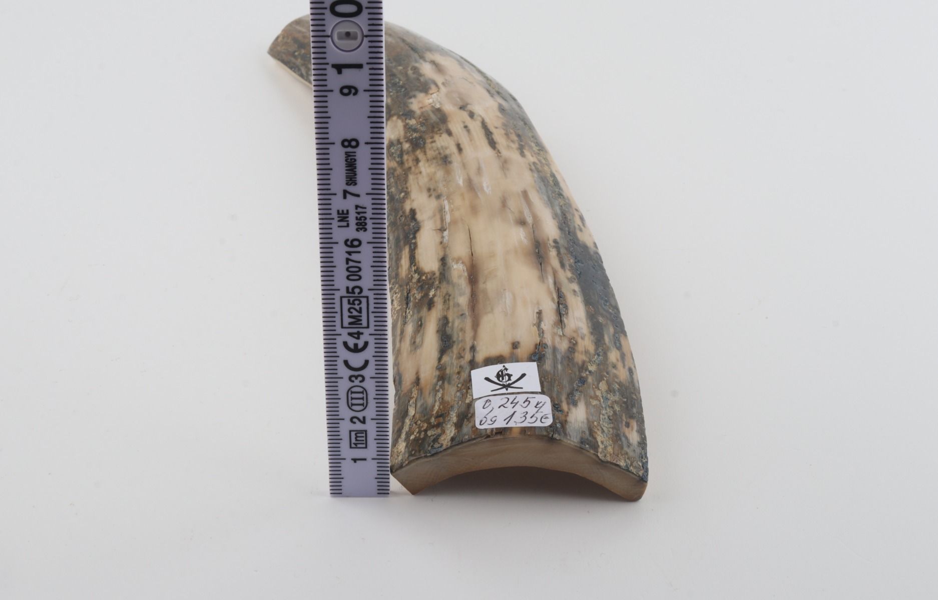 Grey-white mammoth bark