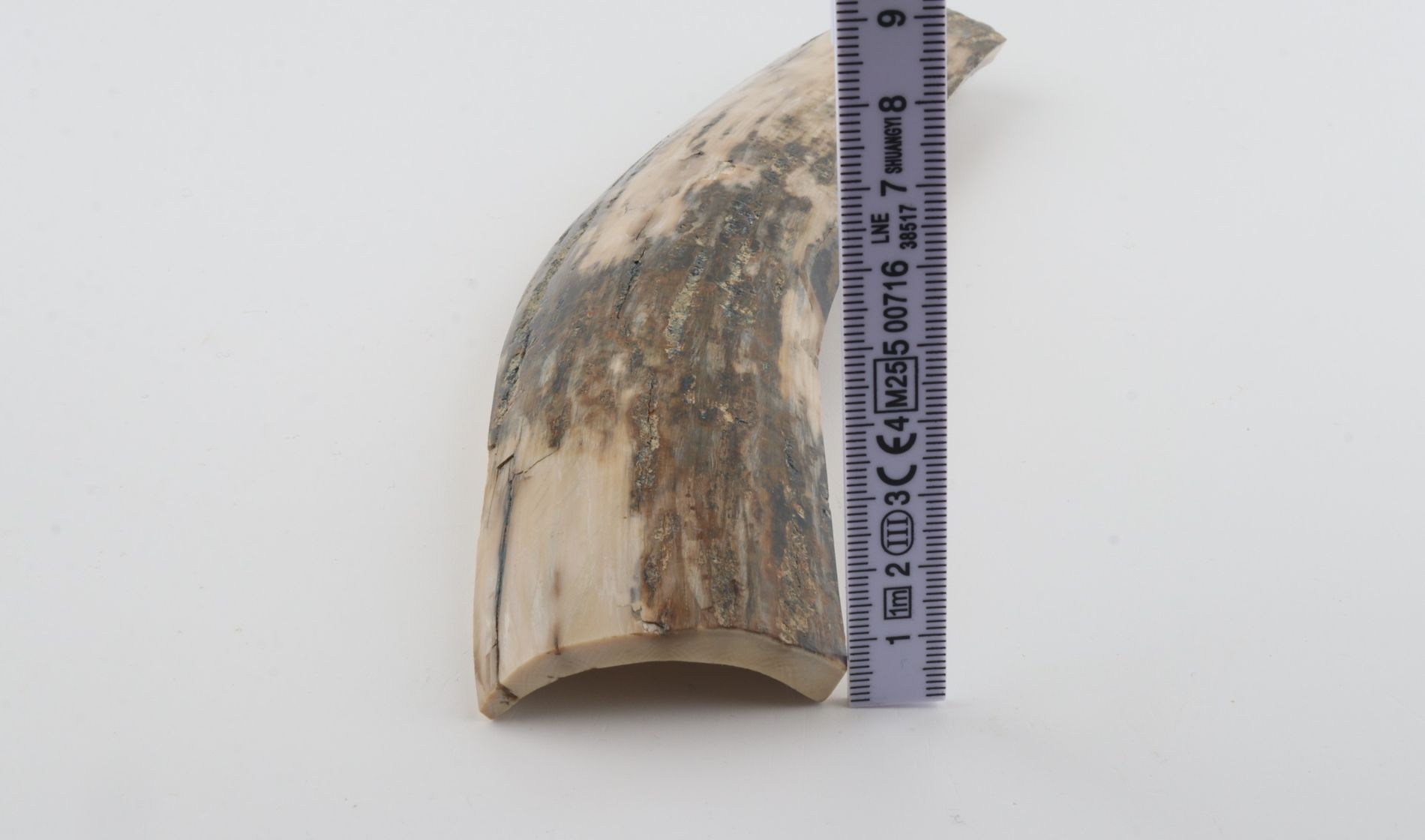 Grey-white mammoth bark