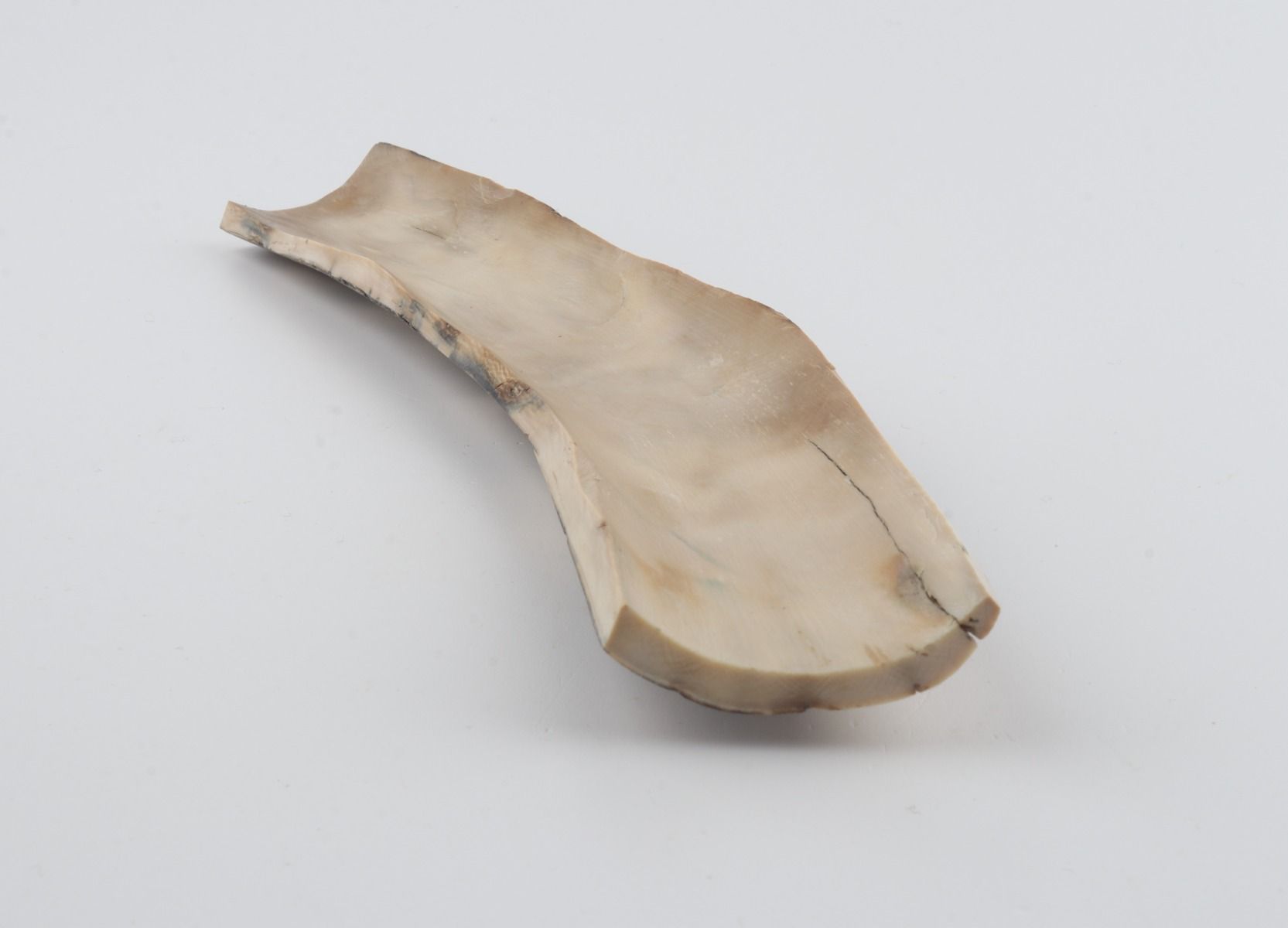Grey-white mammoth bark