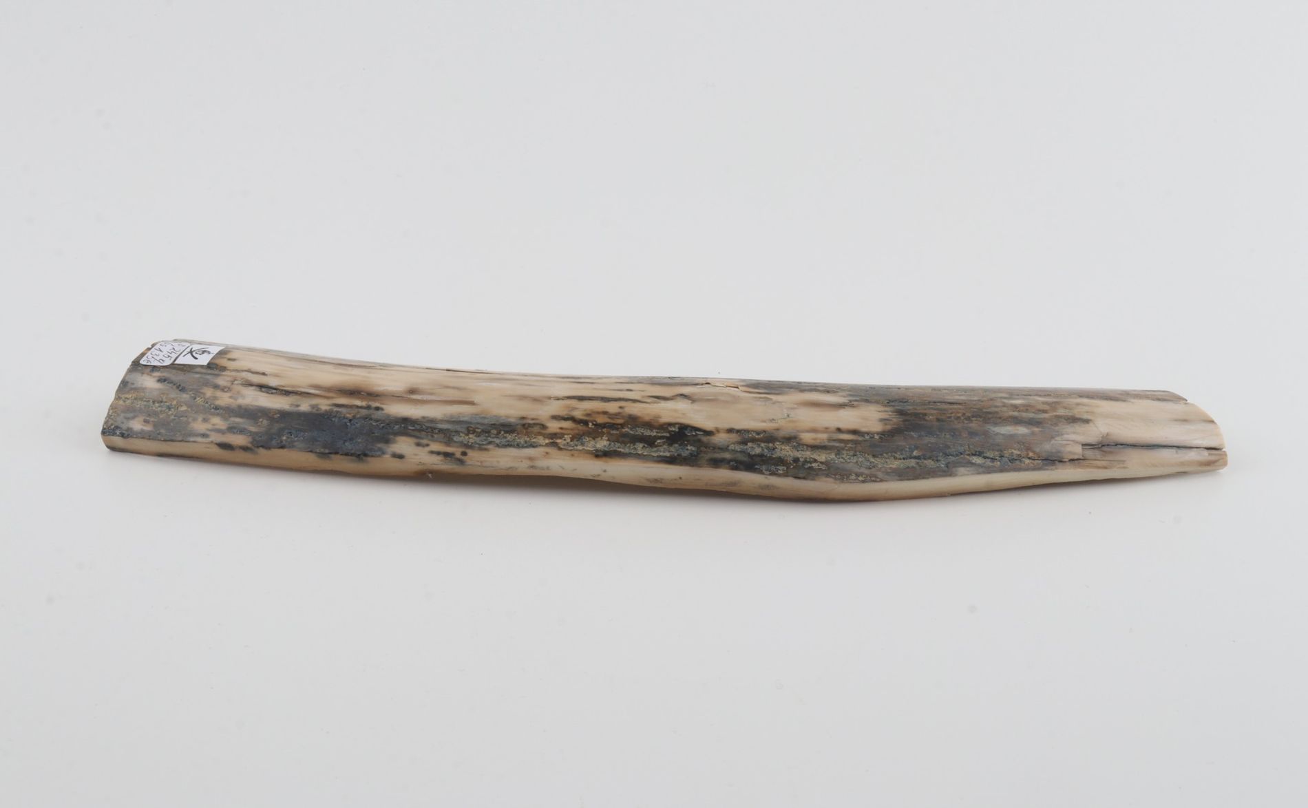 Grey-white mammoth bark