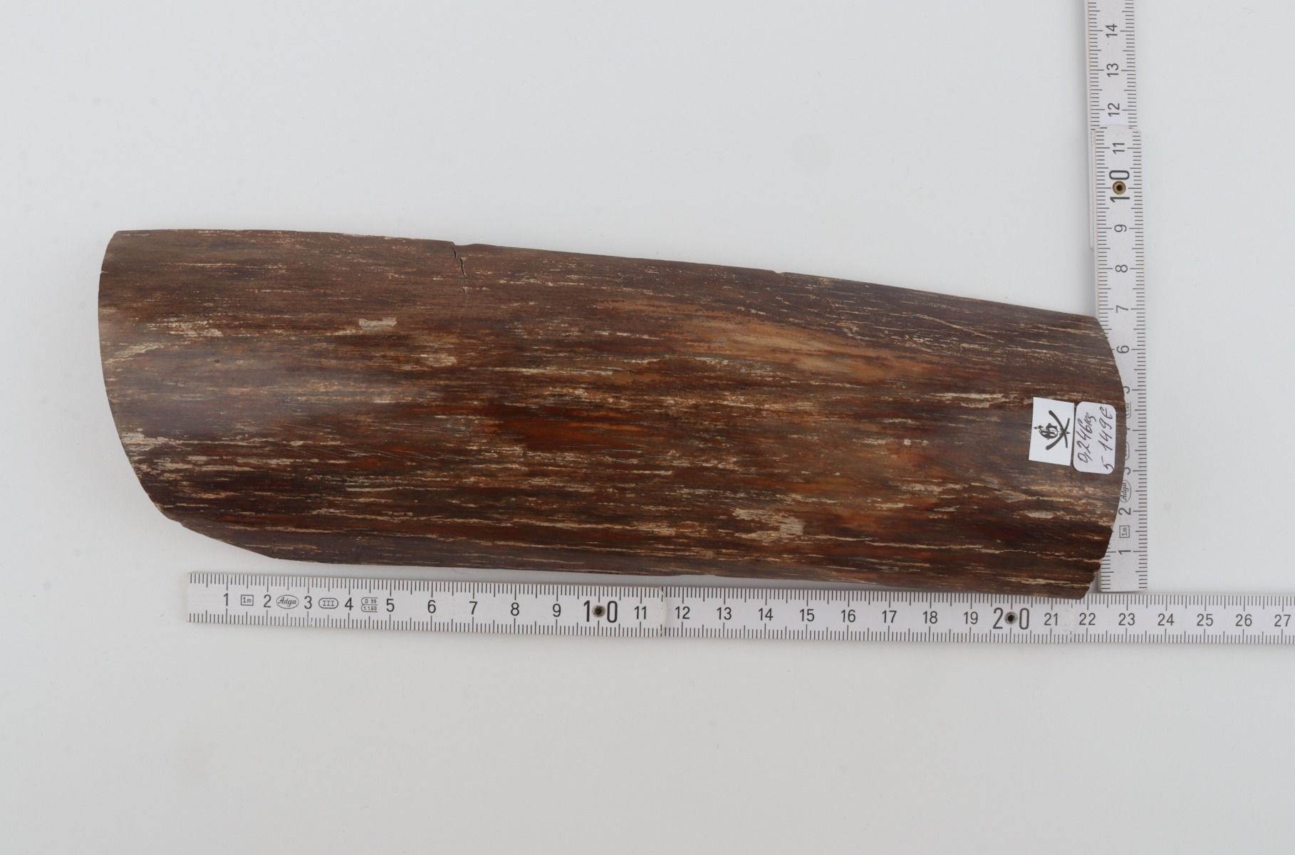 Brown mammoth bark